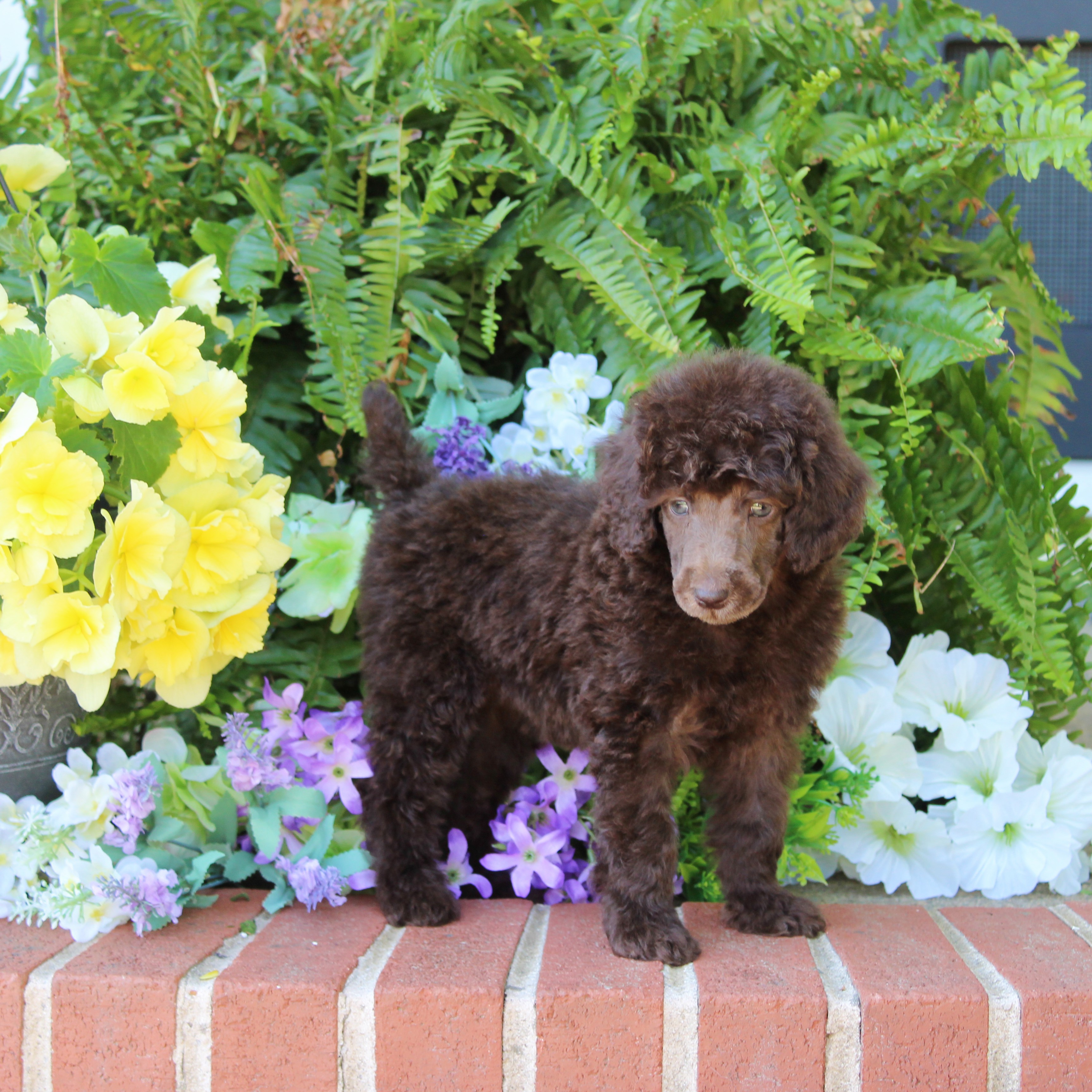 puppy, for, sale, Standard Poodle, John  Stoltzfus, dog, breeder, Christiana, PA, dog-breeder, puppy-for-sale, forsale, nearby, find, puppyfind, locator, puppylocator, aca