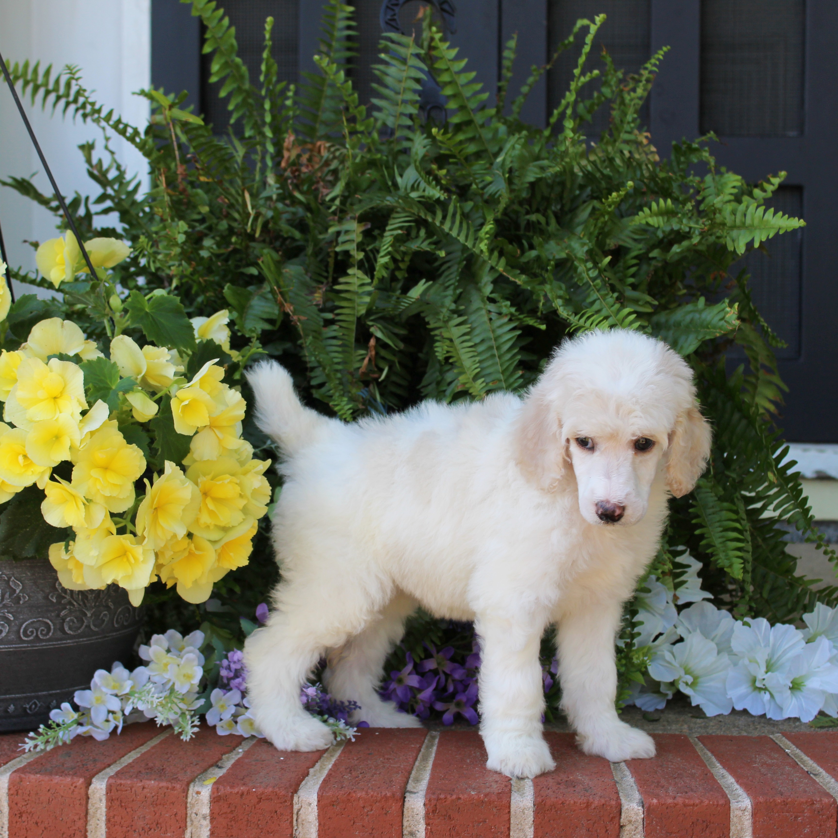 puppy, for, sale, Standard Poodle, John  Stoltzfus, dog, breeder, Christiana, PA, dog-breeder, puppy-for-sale, forsale, nearby, find, puppyfind, locator, puppylocator, aca