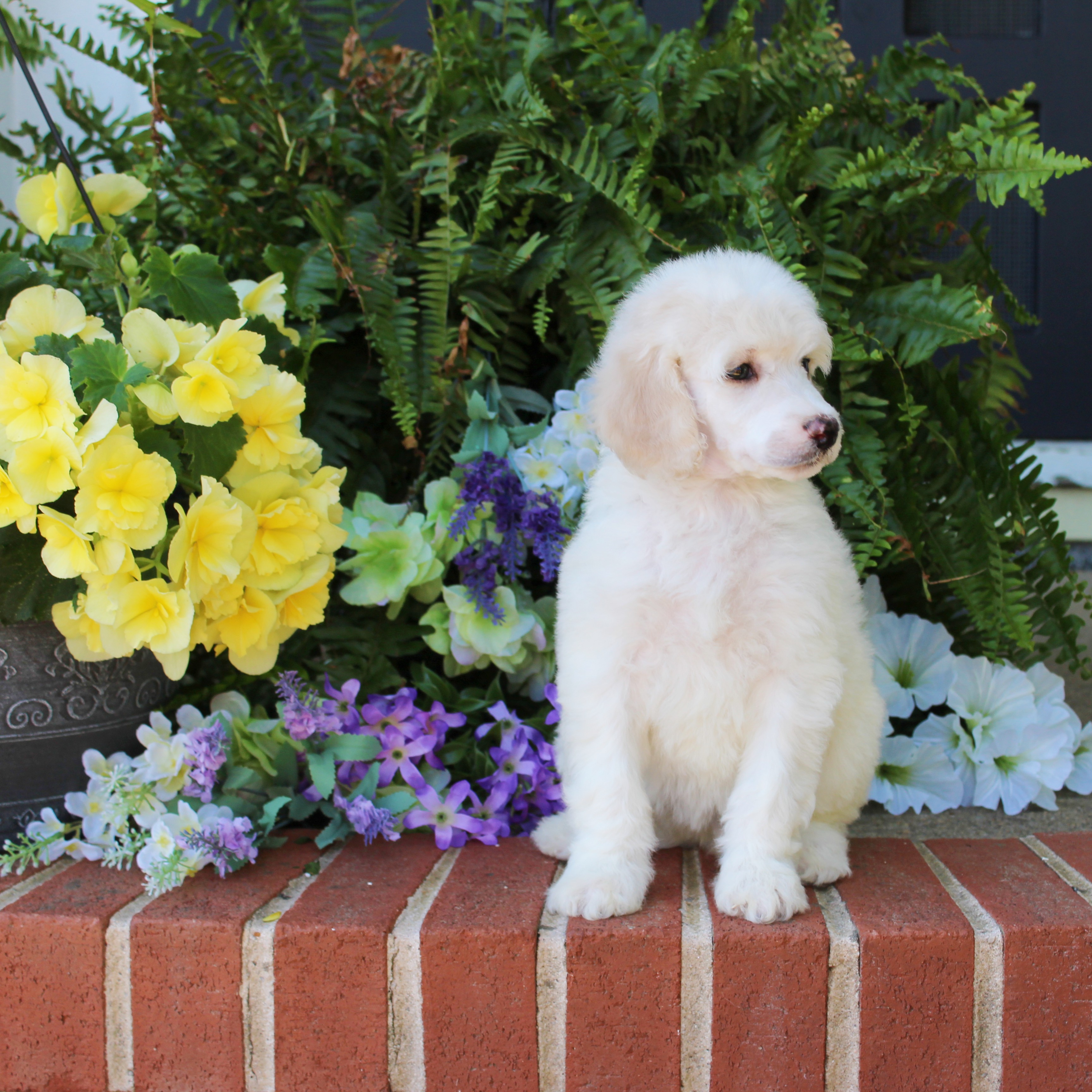 puppy, for, sale, Standard Poodle, John  Stoltzfus, dog, breeder, Christiana, PA, dog-breeder, puppy-for-sale, forsale, nearby, find, puppyfind, locator, puppylocator, aca