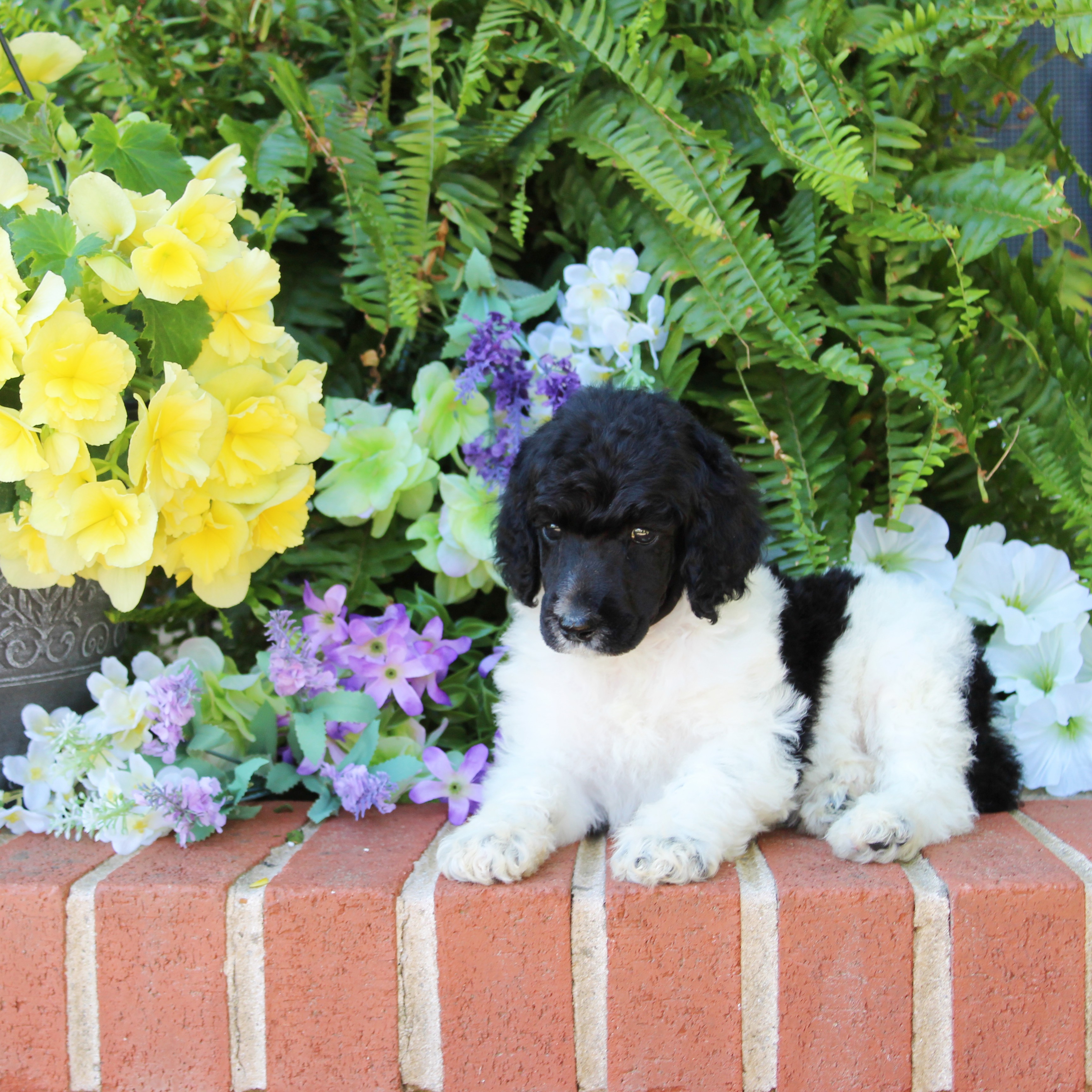 puppy, for, sale, Standard Poodle, John  Stoltzfus, dog, breeder, Christiana, PA, dog-breeder, puppy-for-sale, forsale, nearby, find, puppyfind, locator, puppylocator, aca