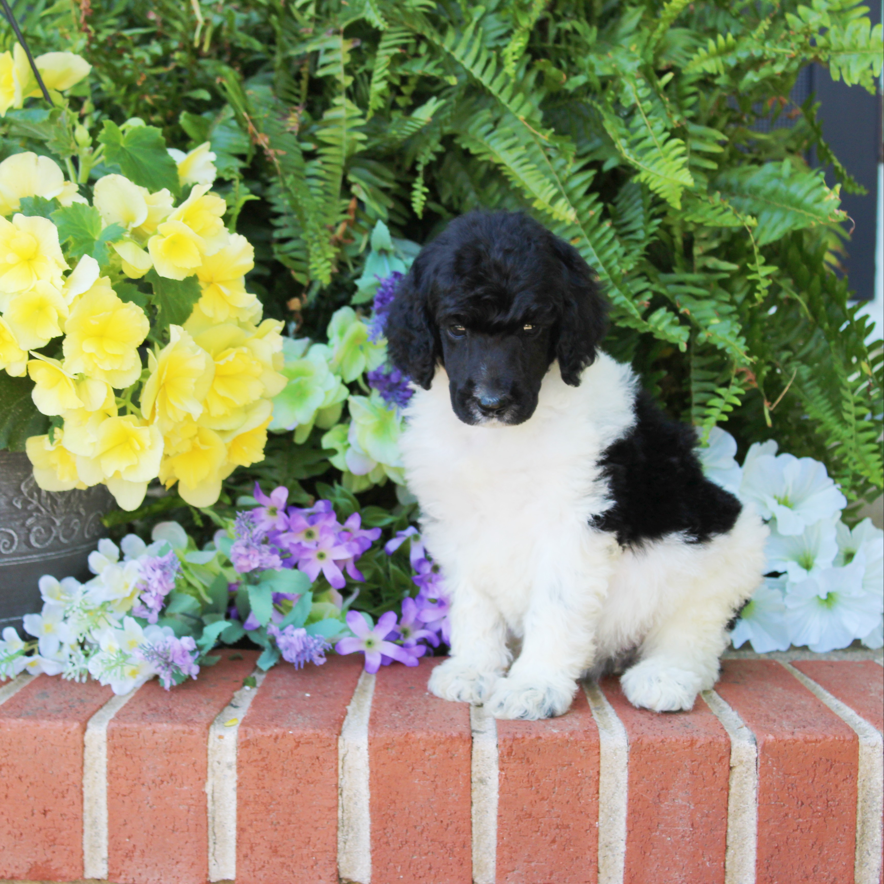 puppy, for, sale, Standard Poodle, John  Stoltzfus, dog, breeder, Christiana, PA, dog-breeder, puppy-for-sale, forsale, nearby, find, puppyfind, locator, puppylocator, aca