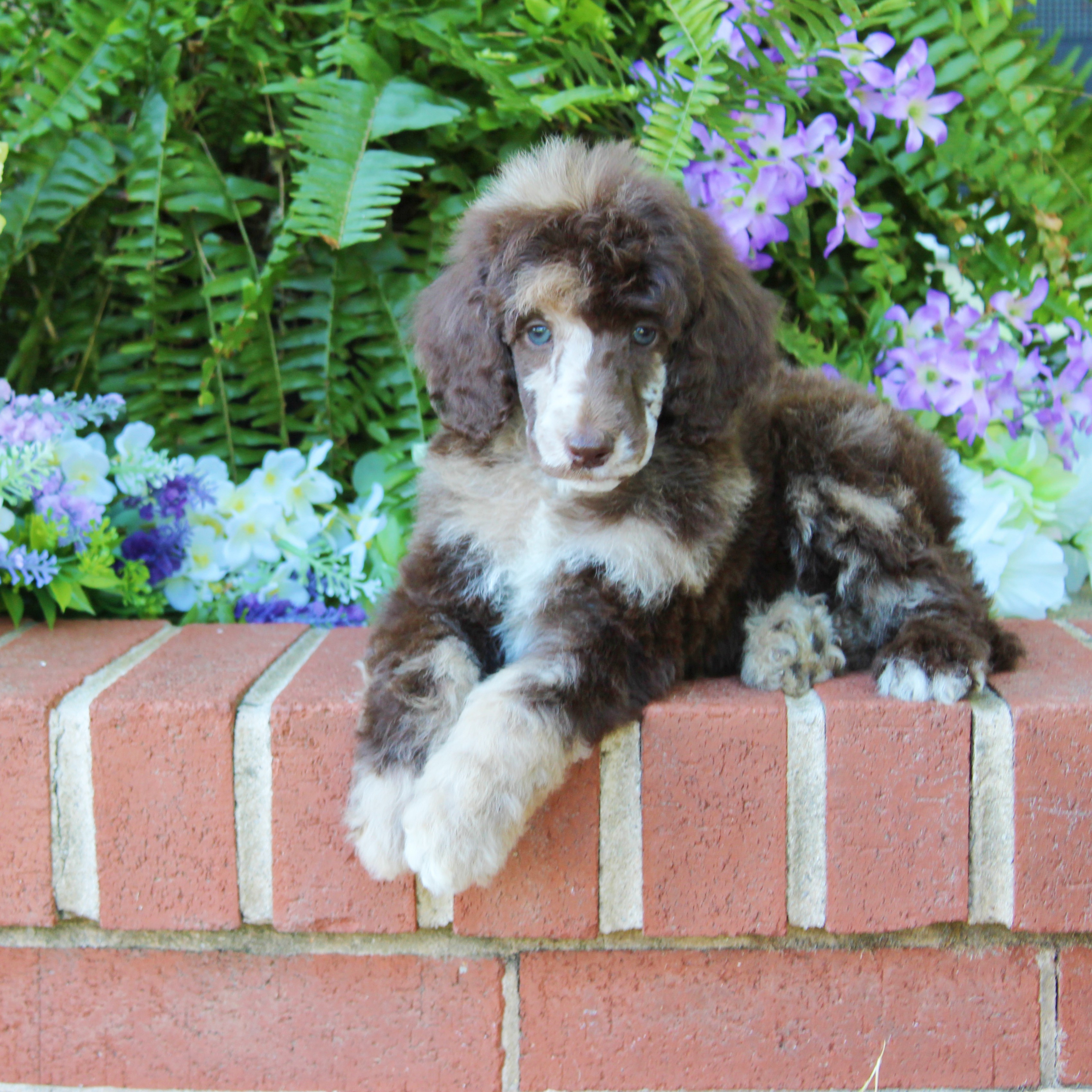 puppy, for, sale, Standard Poodle, John  Stoltzfus, dog, breeder, Christiana, PA, dog-breeder, puppy-for-sale, forsale, nearby, find, puppyfind, locator, puppylocator, aca