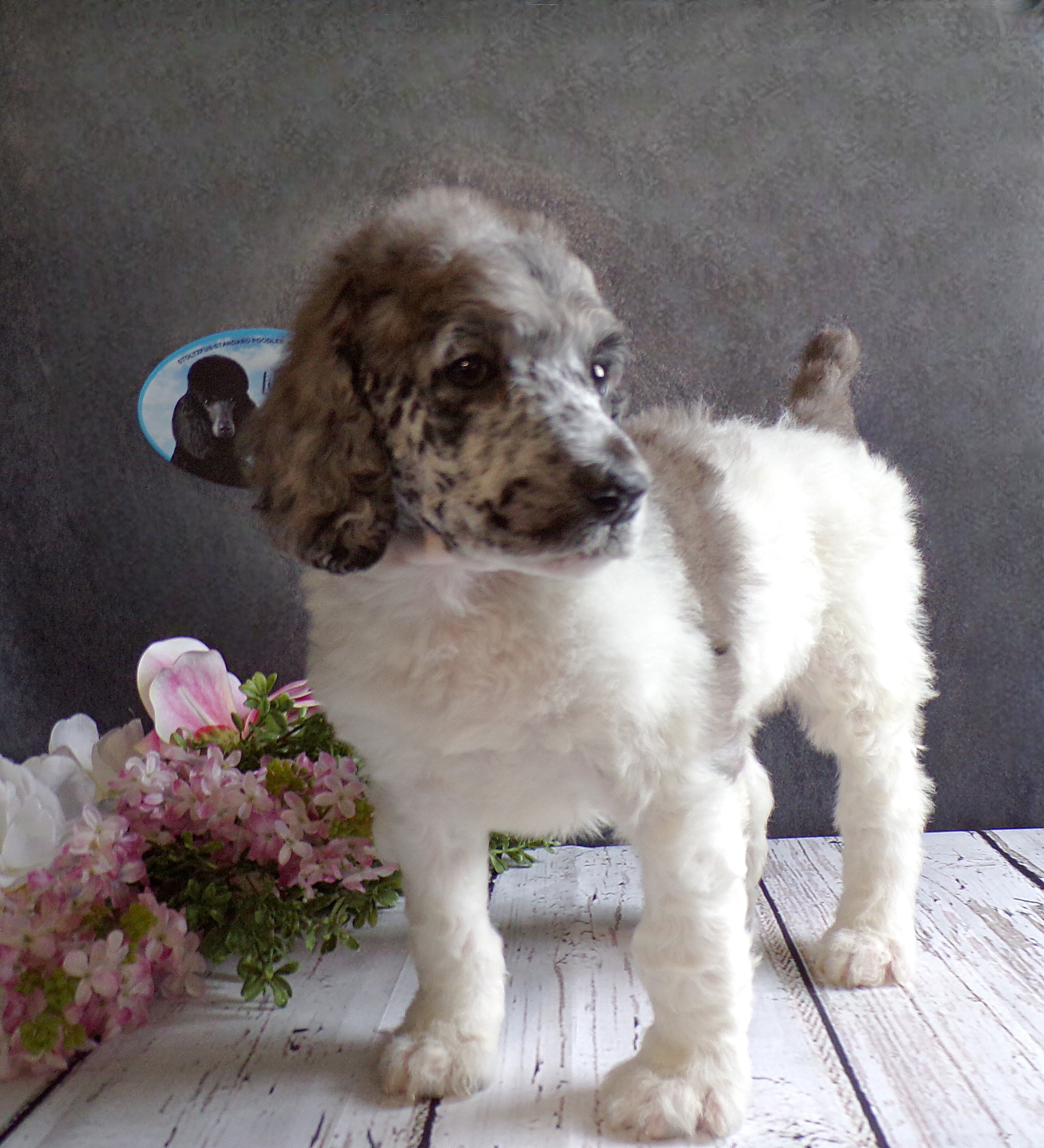 puppy, for, sale, Standard Poodle, John  Stoltzfus, dog, breeder, Christiana, PA, dog-breeder, puppy-for-sale, forsale, nearby, find, puppyfind, locator, puppylocator, aca