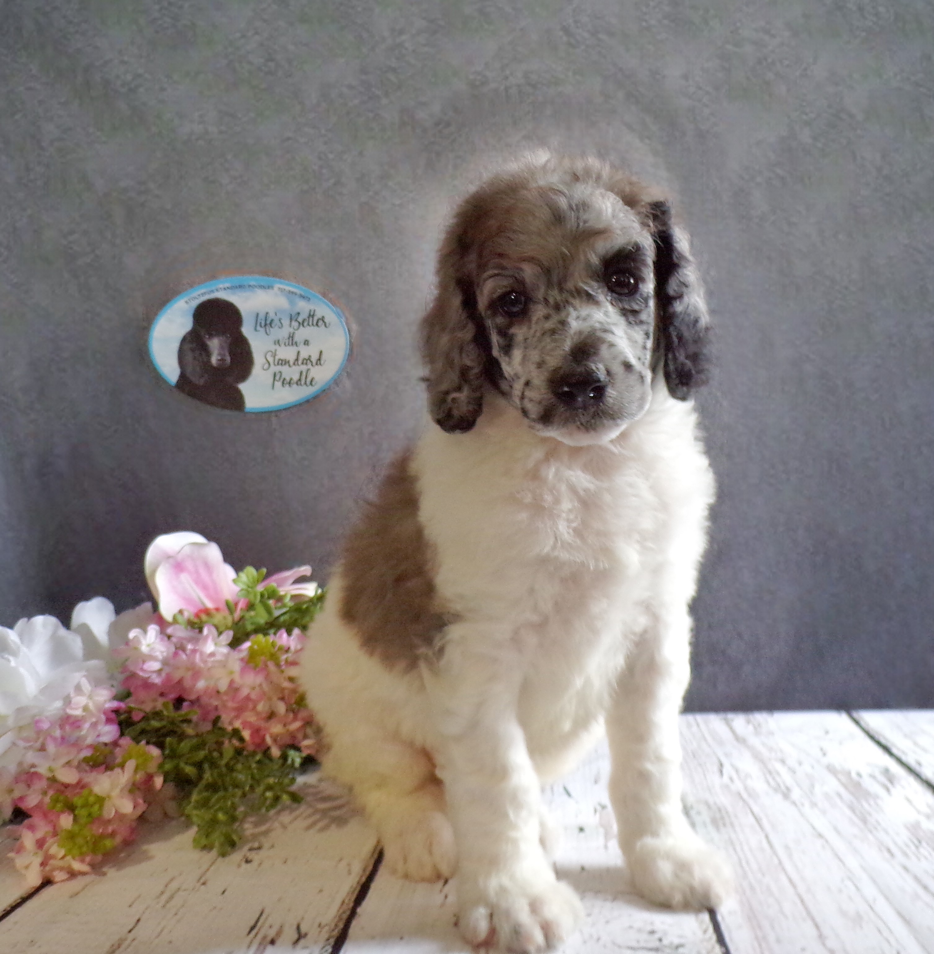 puppy, for, sale, Standard Poodle, John  Stoltzfus, dog, breeder, Christiana, PA, dog-breeder, puppy-for-sale, forsale, nearby, find, puppyfind, locator, puppylocator, aca