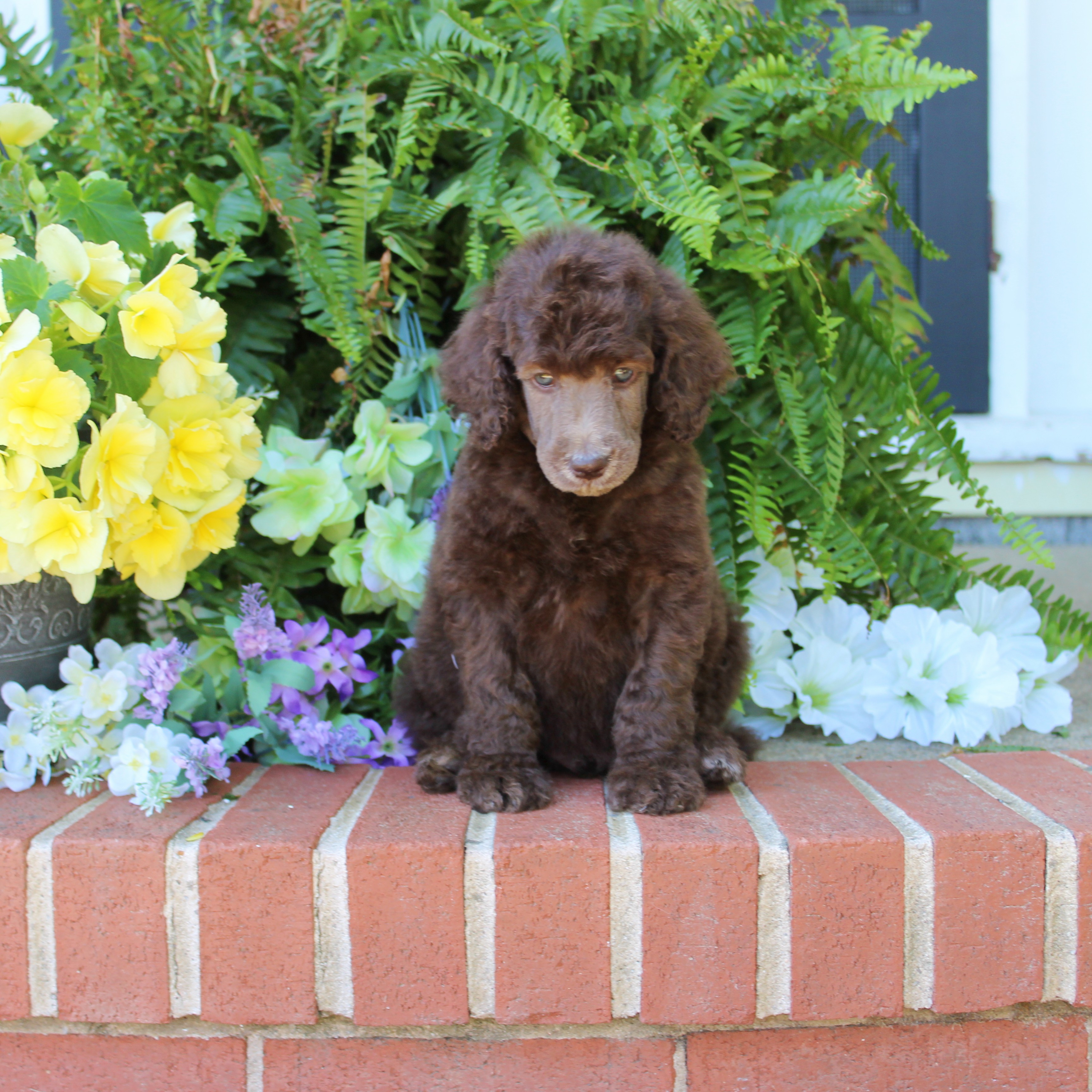 puppy, for, sale, Standard Poodle, John  Stoltzfus, dog, breeder, Christiana, PA, dog-breeder, puppy-for-sale, forsale, nearby, find, puppyfind, locator, puppylocator, aca