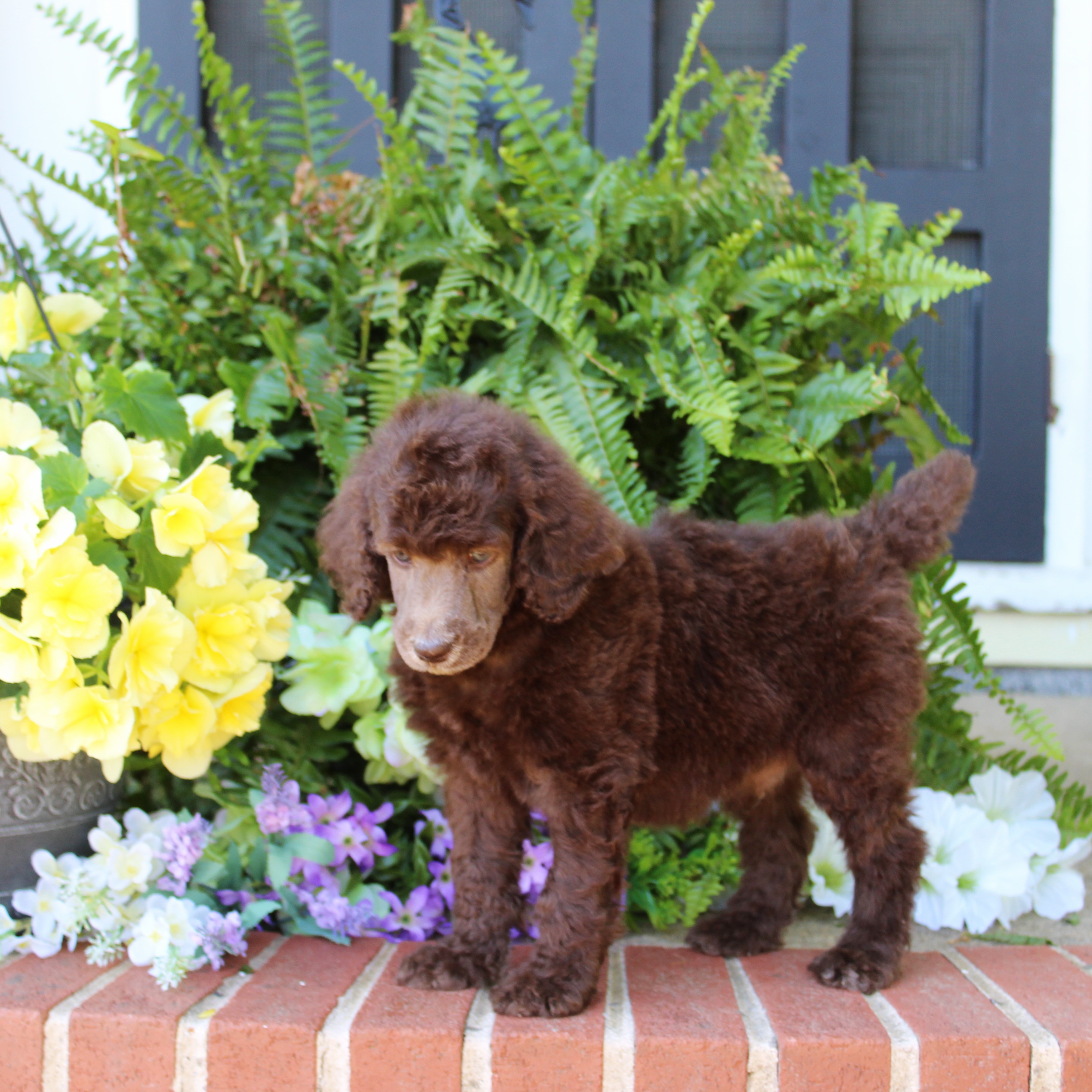 puppy, for, sale, Standard Poodle, John  Stoltzfus, dog, breeder, Christiana, PA, dog-breeder, puppy-for-sale, forsale, nearby, find, puppyfind, locator, puppylocator, aca