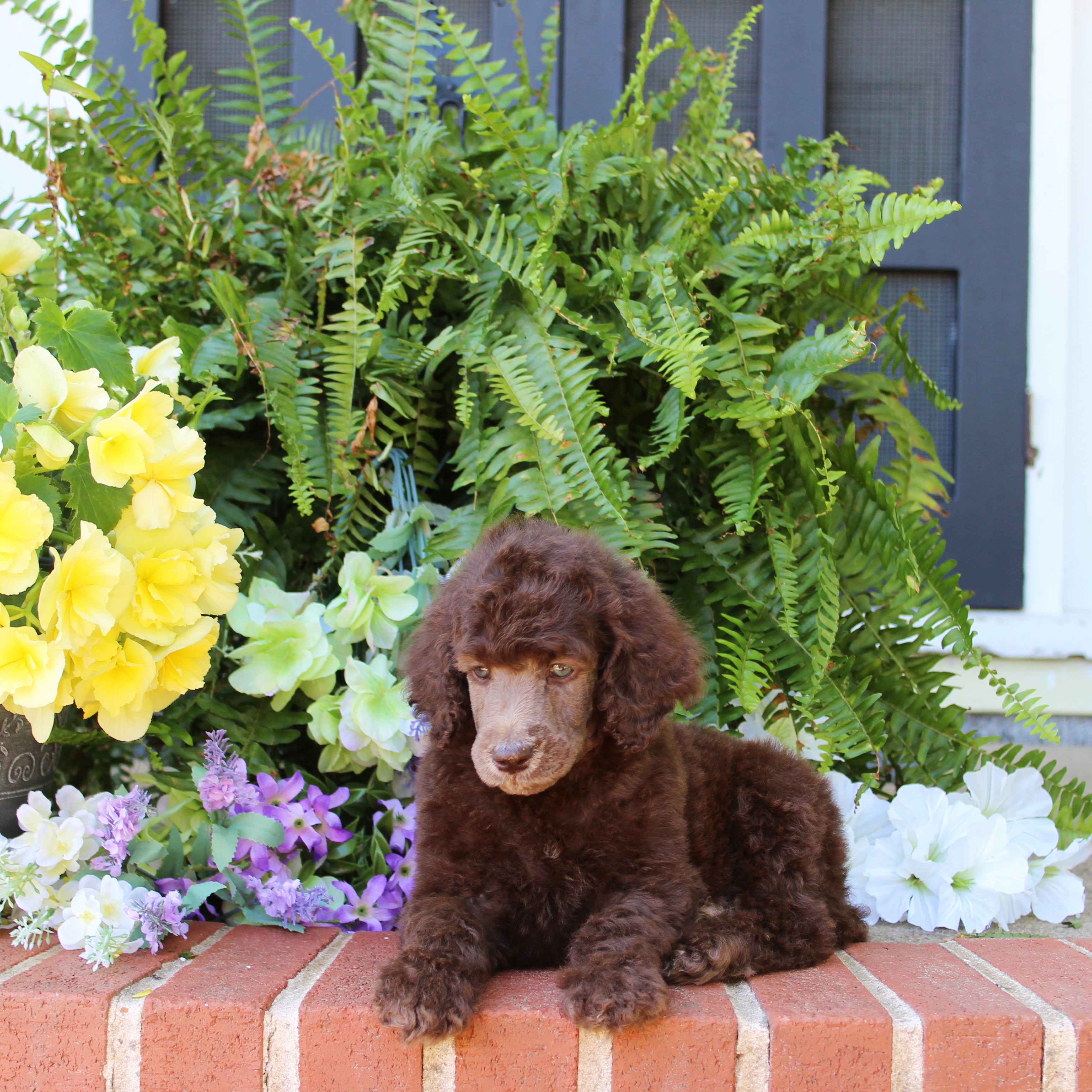 puppy, for, sale, Standard Poodle, John  Stoltzfus, dog, breeder, Christiana, PA, dog-breeder, puppy-for-sale, forsale, nearby, find, puppyfind, locator, puppylocator, aca