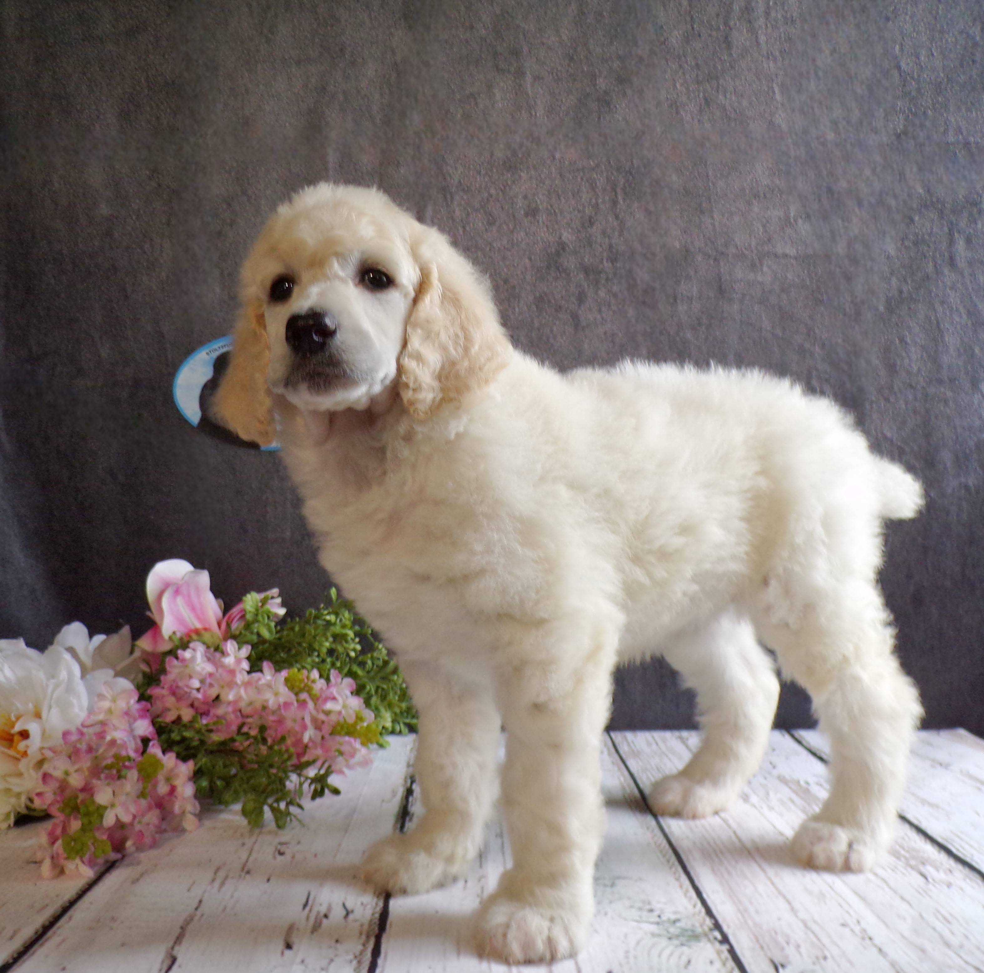 puppy, for, sale, Standard Poodle, John  Stoltzfus, dog, breeder, Christiana, PA, dog-breeder, puppy-for-sale, forsale, nearby, find, puppyfind, locator, puppylocator, aca