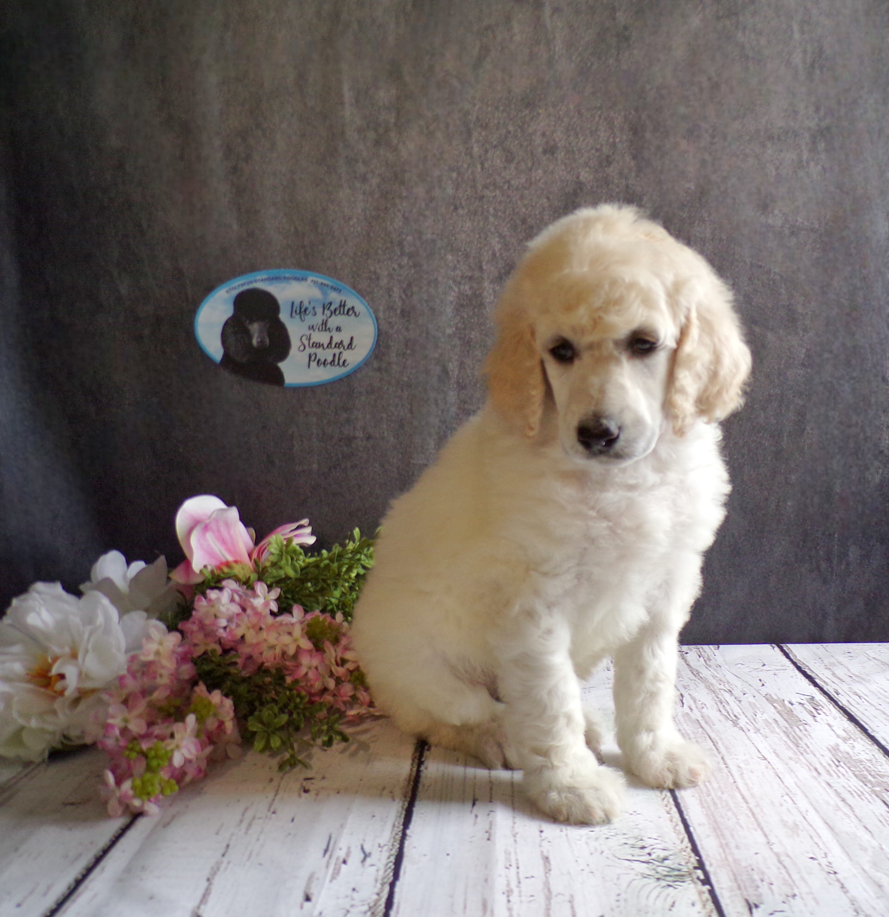 puppy, for, sale, Standard Poodle, John  Stoltzfus, dog, breeder, Christiana, PA, dog-breeder, puppy-for-sale, forsale, nearby, find, puppyfind, locator, puppylocator, aca