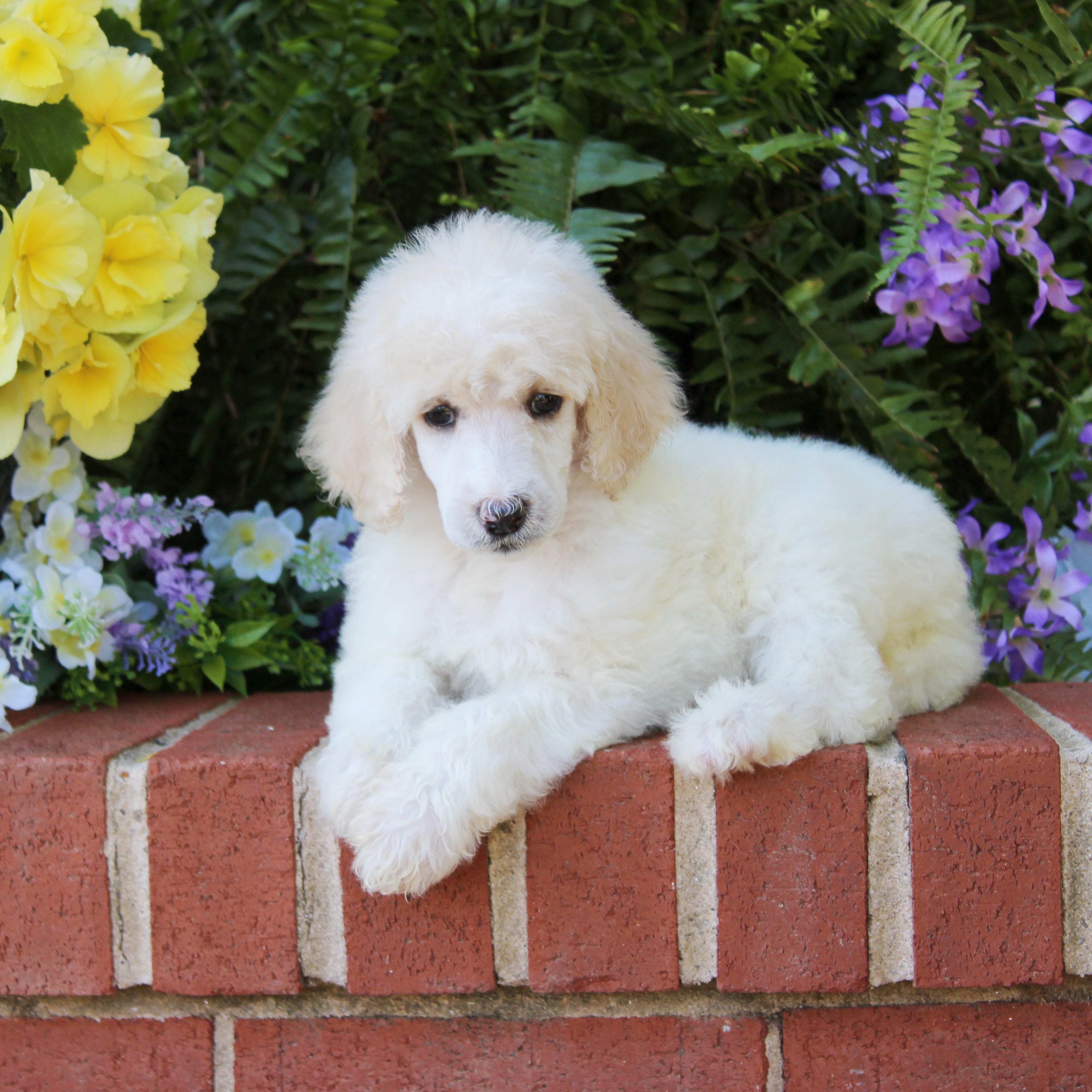 puppy, for, sale, Standard Poodle, John  Stoltzfus, dog, breeder, Christiana, PA, dog-breeder, puppy-for-sale, forsale, nearby, find, puppyfind, locator, puppylocator, aca