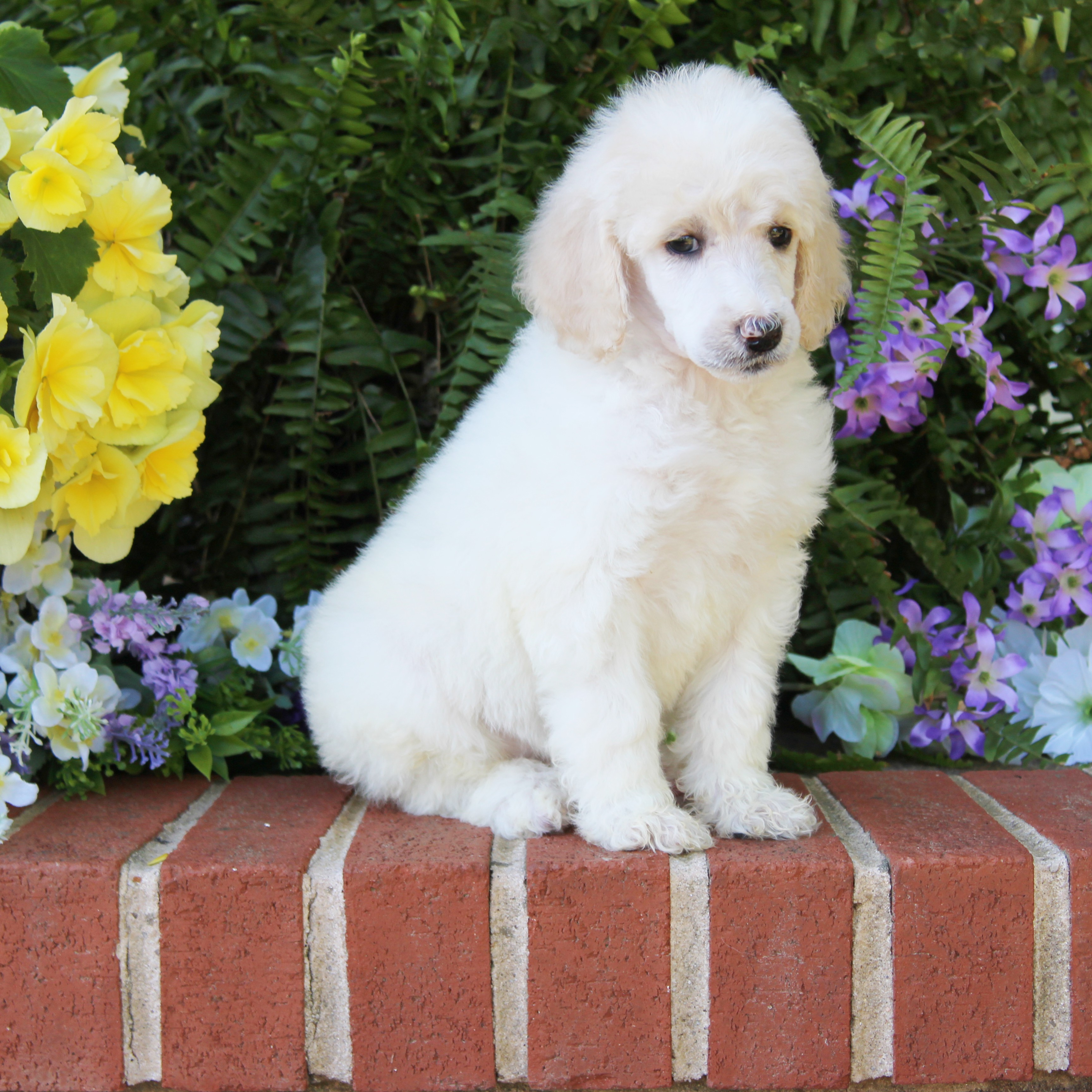 puppy, for, sale, Standard Poodle, John  Stoltzfus, dog, breeder, Christiana, PA, dog-breeder, puppy-for-sale, forsale, nearby, find, puppyfind, locator, puppylocator, aca