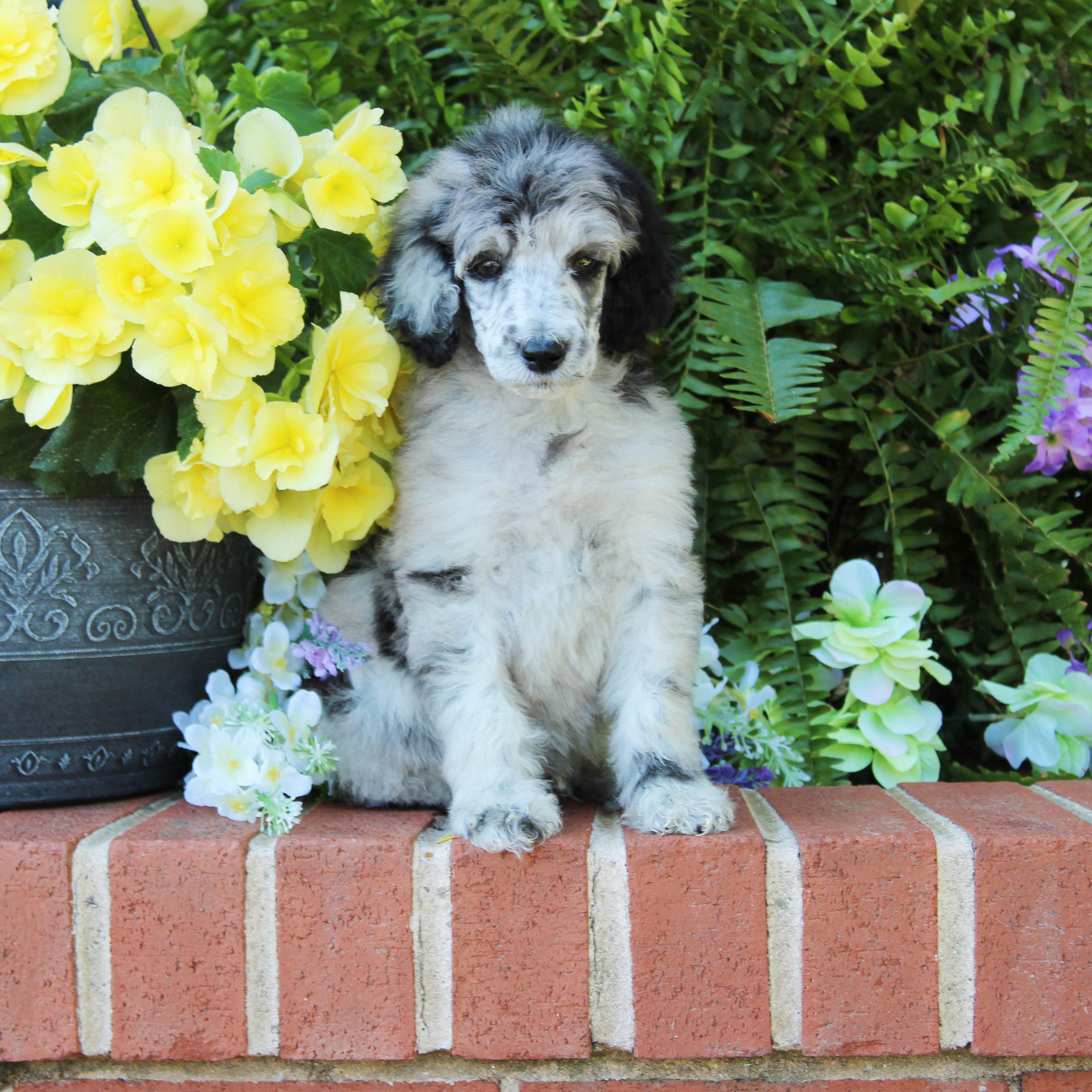 puppy, for, sale, Standard Poodle, John  Stoltzfus, dog, breeder, Christiana, PA, dog-breeder, puppy-for-sale, forsale, nearby, find, puppyfind, locator, puppylocator, aca