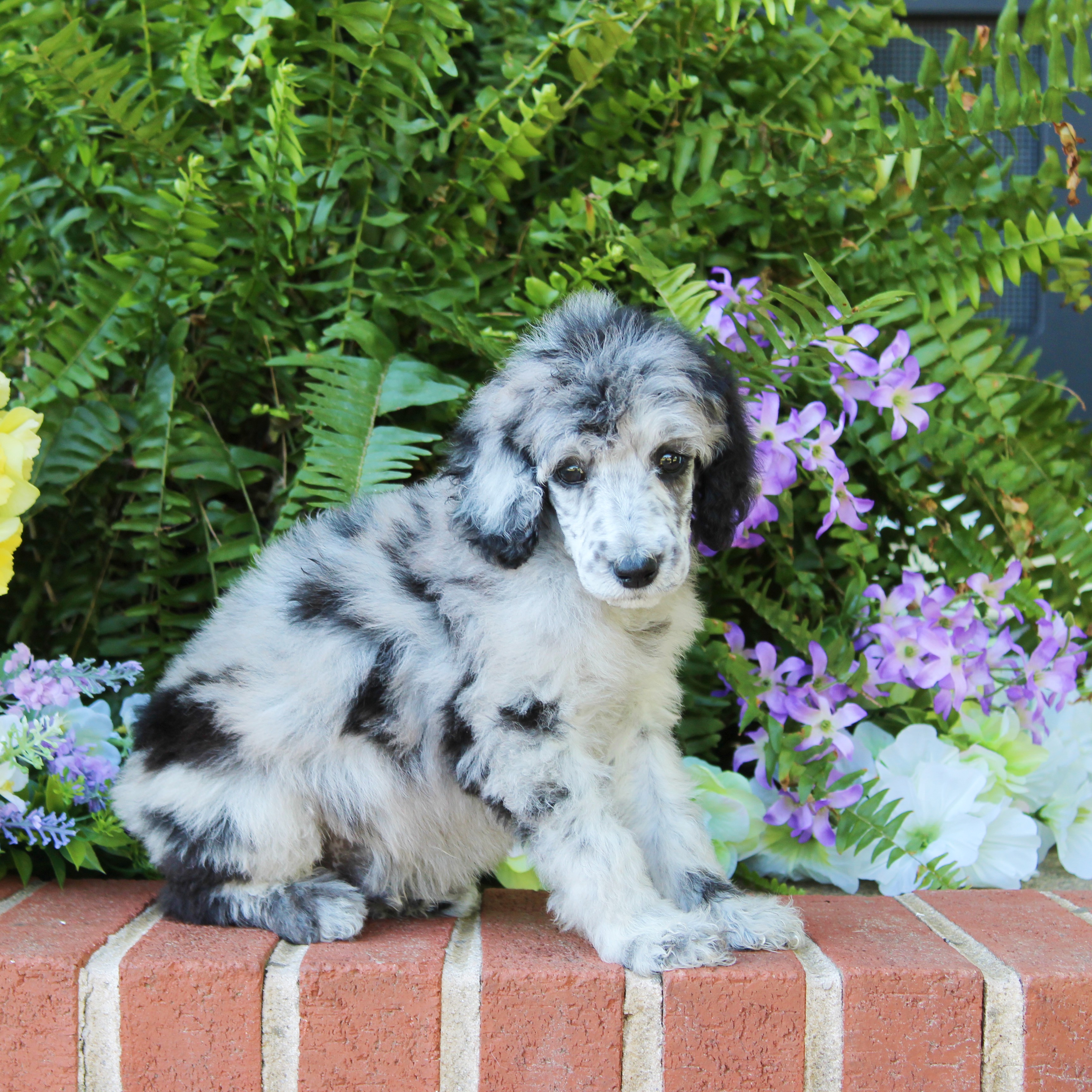 puppy, for, sale, Standard Poodle, John  Stoltzfus, dog, breeder, Christiana, PA, dog-breeder, puppy-for-sale, forsale, nearby, find, puppyfind, locator, puppylocator, aca