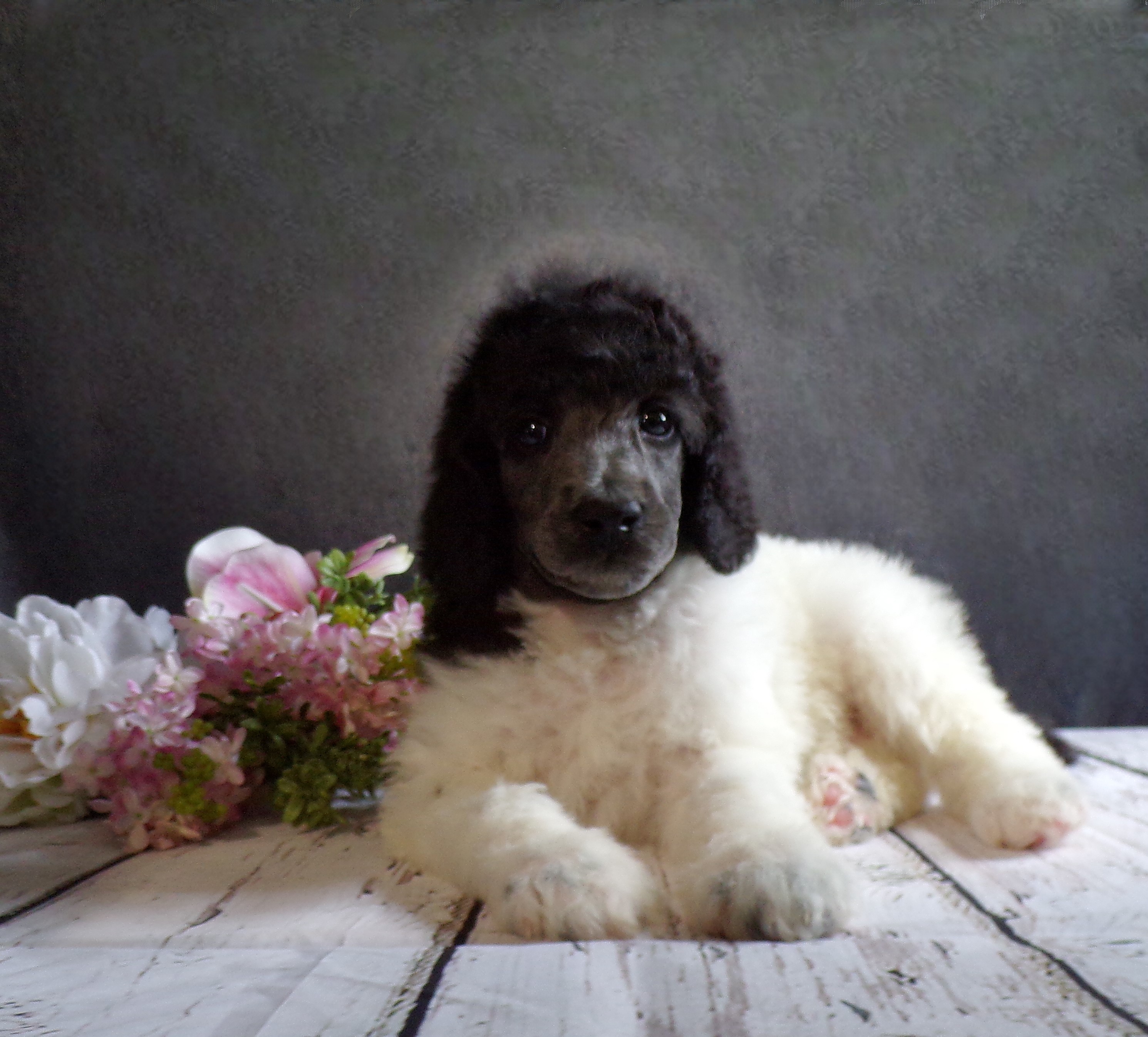 puppy, for, sale, Standard Poodle, John  Stoltzfus, dog, breeder, Christiana, PA, dog-breeder, puppy-for-sale, forsale, nearby, find, puppyfind, locator, puppylocator, aca