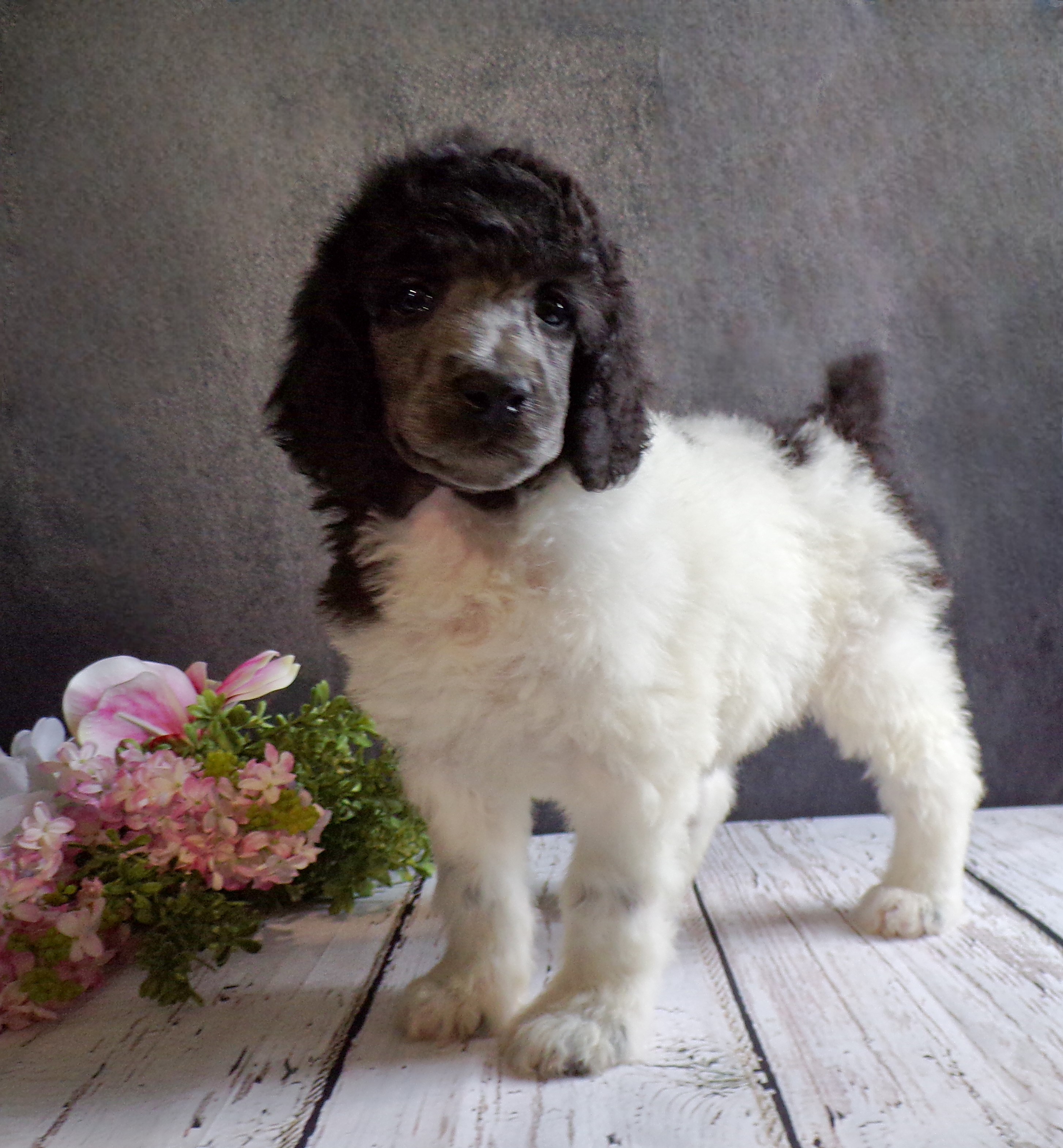 puppy, for, sale, Standard Poodle, John  Stoltzfus, dog, breeder, Christiana, PA, dog-breeder, puppy-for-sale, forsale, nearby, find, puppyfind, locator, puppylocator, aca