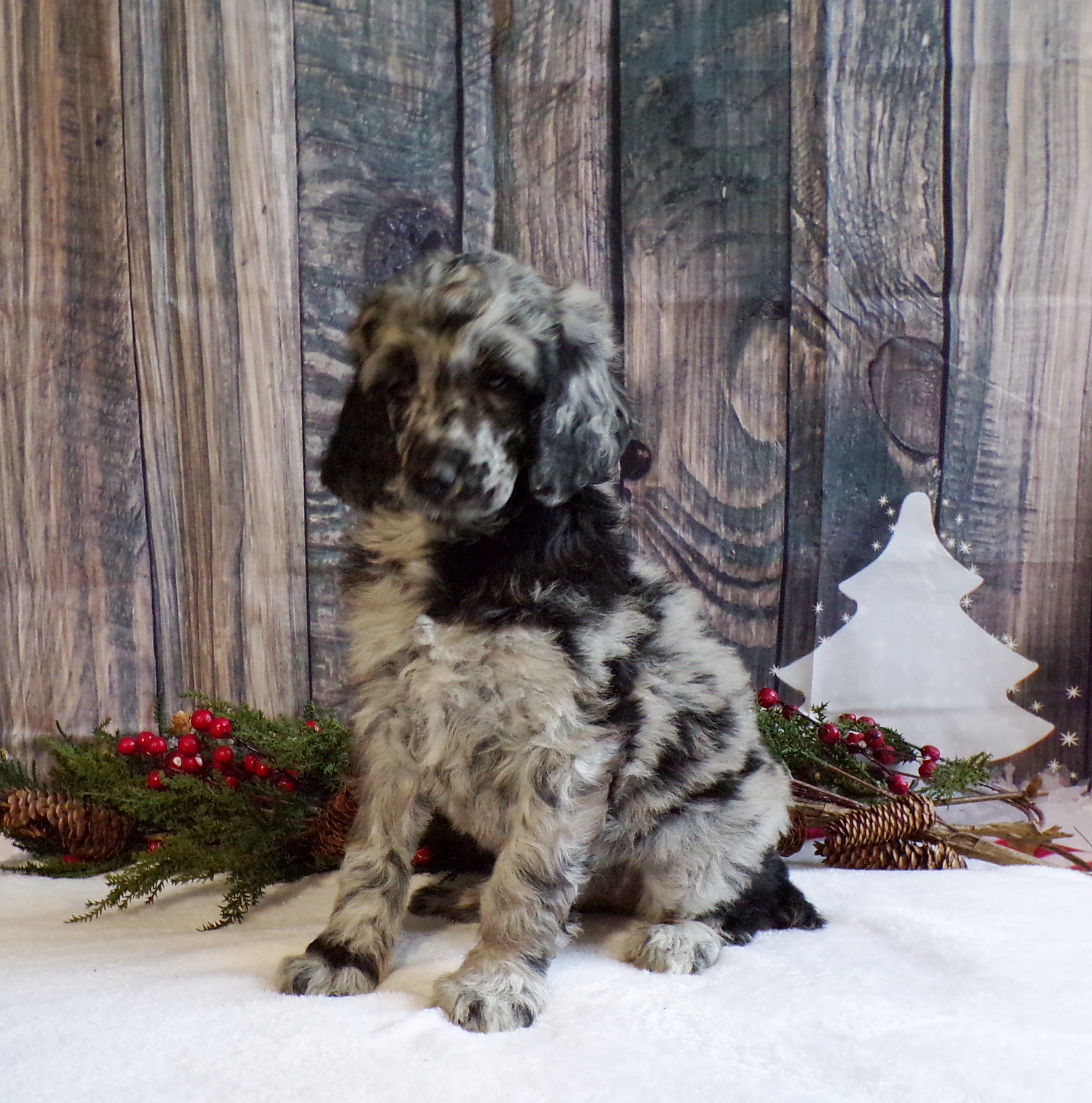 puppy, for, sale, Standard Poodle, John  Stoltzfus, dog, breeder, Christiana, PA, dog-breeder, puppy-for-sale, forsale, nearby, find, puppyfind, locator, puppylocator, aca