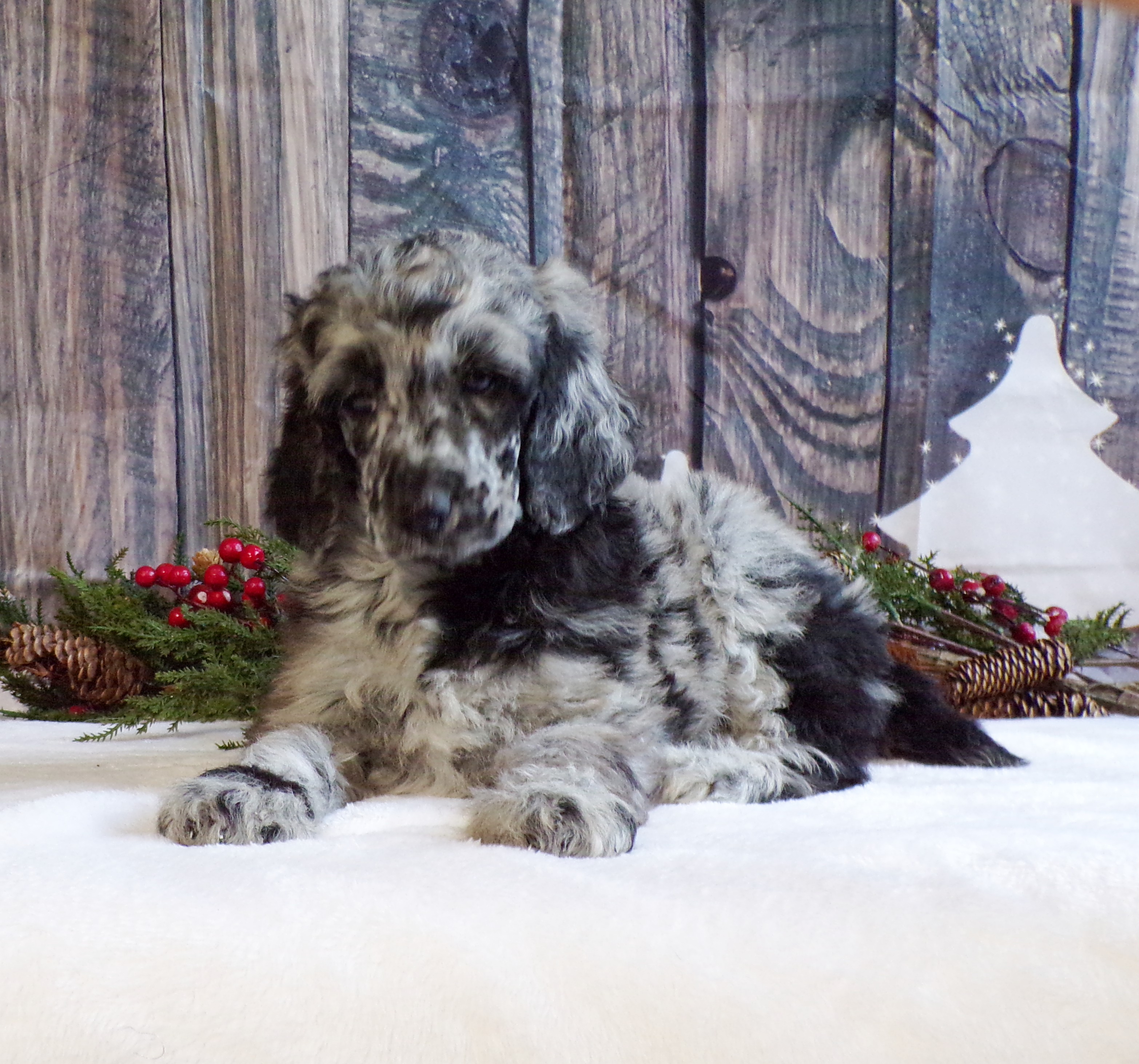 puppy, for, sale, Standard Poodle, John  Stoltzfus, dog, breeder, Christiana, PA, dog-breeder, puppy-for-sale, forsale, nearby, find, puppyfind, locator, puppylocator, aca