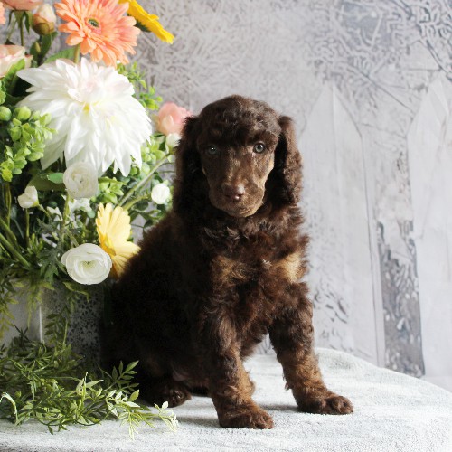 puppy, for, sale, Standard Poodle, John  Stoltzfus, dog, breeder, Christiana, PA, dog-breeder, puppy-for-sale, forsale, nearby, find, puppyfind, locator, puppylocator, aca