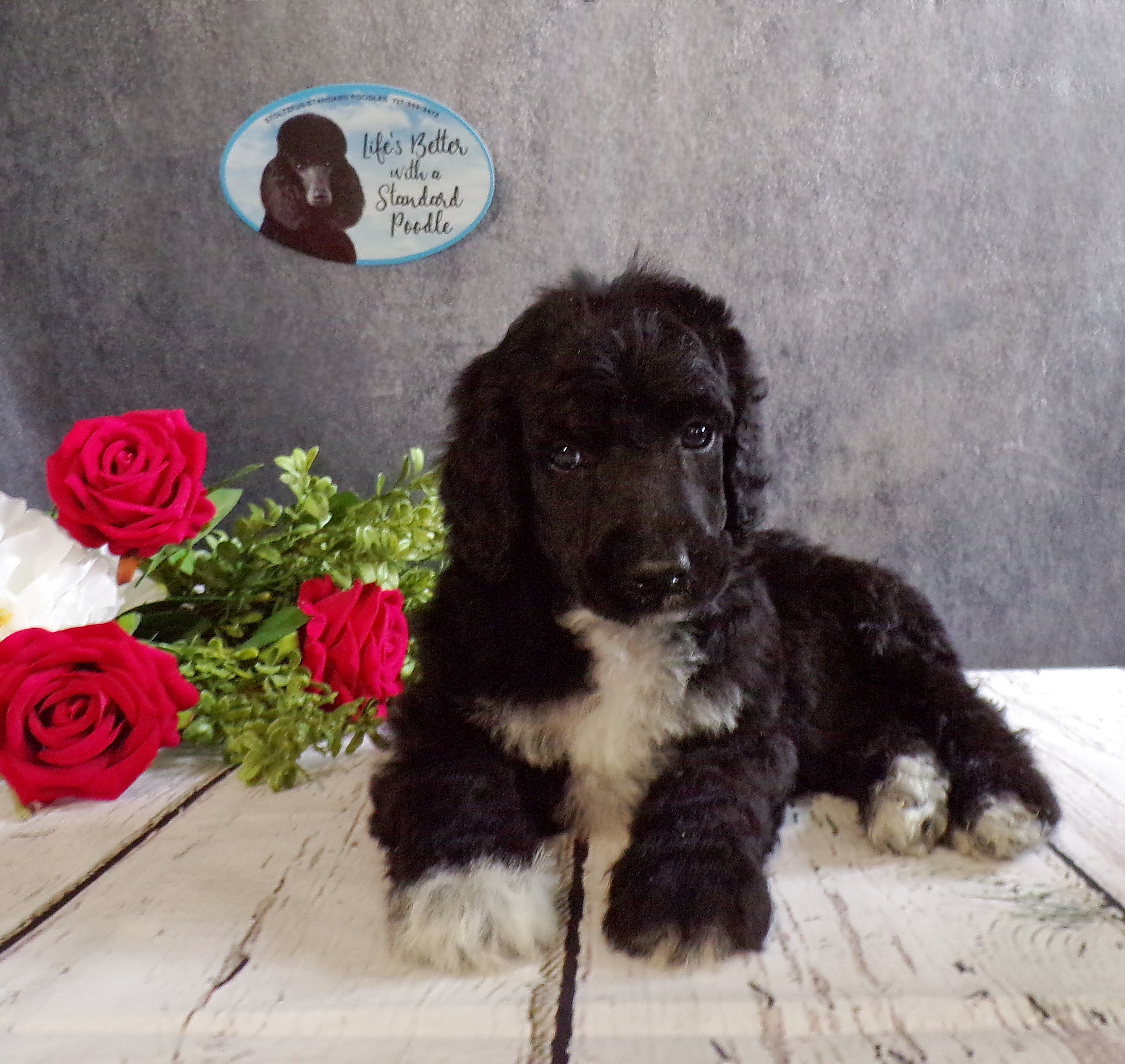 puppy, for, sale, Standard Poodle, John  Stoltzfus, dog, breeder, Christiana, PA, dog-breeder, puppy-for-sale, forsale, nearby, find, puppyfind, locator, puppylocator, aca