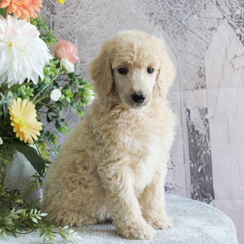 puppy, for, sale, Standard Poodle, John  Stoltzfus, dog, breeder, Christiana, PA, dog-breeder, puppy-for-sale, forsale, nearby, find, puppyfind, locator, puppylocator, aca