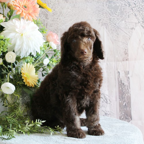 puppy, for, sale, Standard Poodle, John  Stoltzfus, dog, breeder, Christiana, PA, dog-breeder, puppy-for-sale, forsale, nearby, find, puppyfind, locator, puppylocator, aca