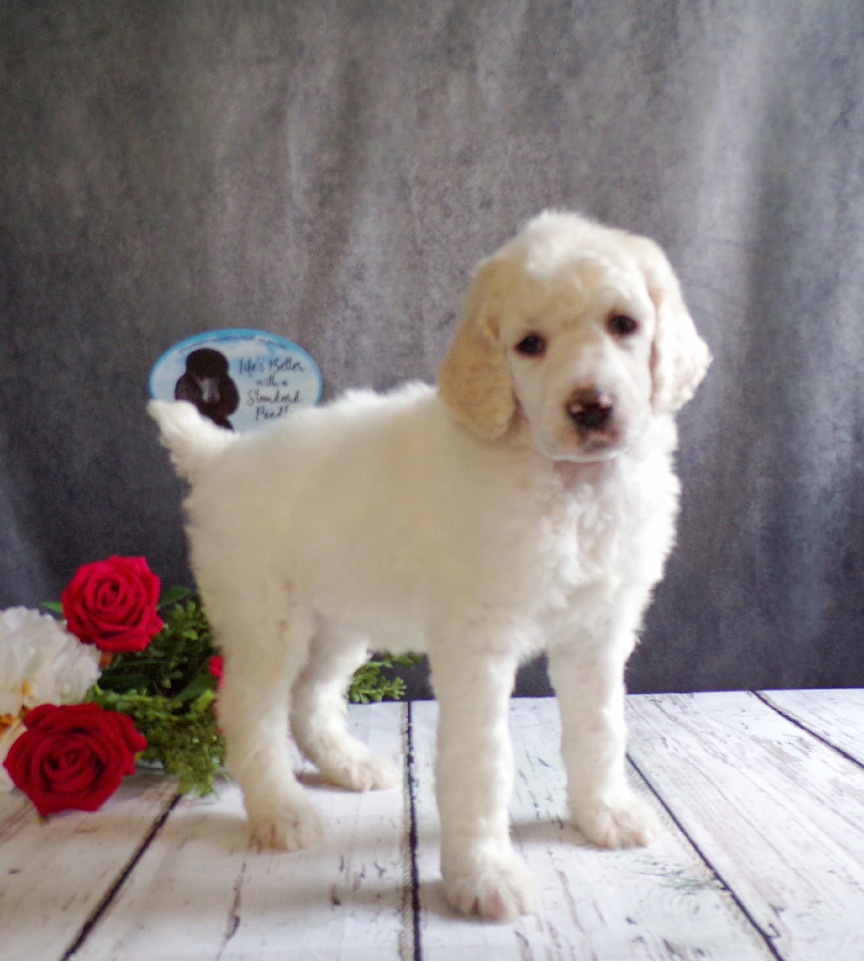 puppy, for, sale, Standard Poodle, John  Stoltzfus, dog, breeder, Christiana, PA, dog-breeder, puppy-for-sale, forsale, nearby, find, puppyfind, locator, puppylocator, aca