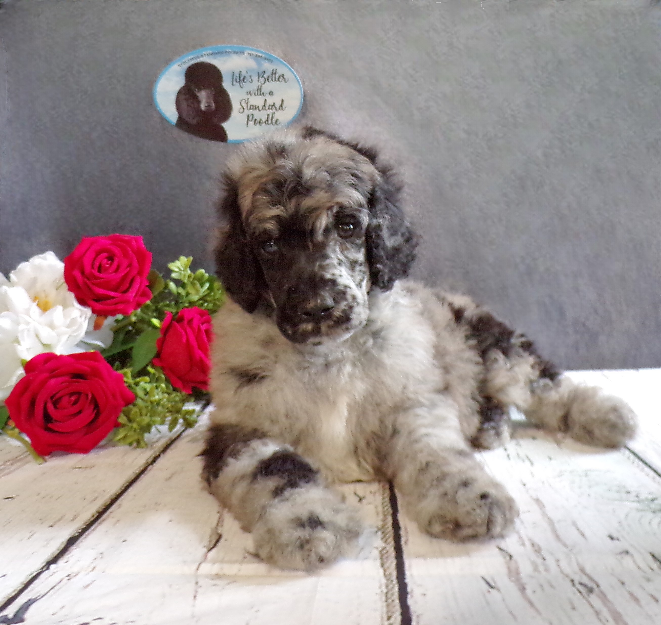 puppy, for, sale, Standard Poodle, John  Stoltzfus, dog, breeder, Christiana, PA, dog-breeder, puppy-for-sale, forsale, nearby, find, puppyfind, locator, puppylocator, aca