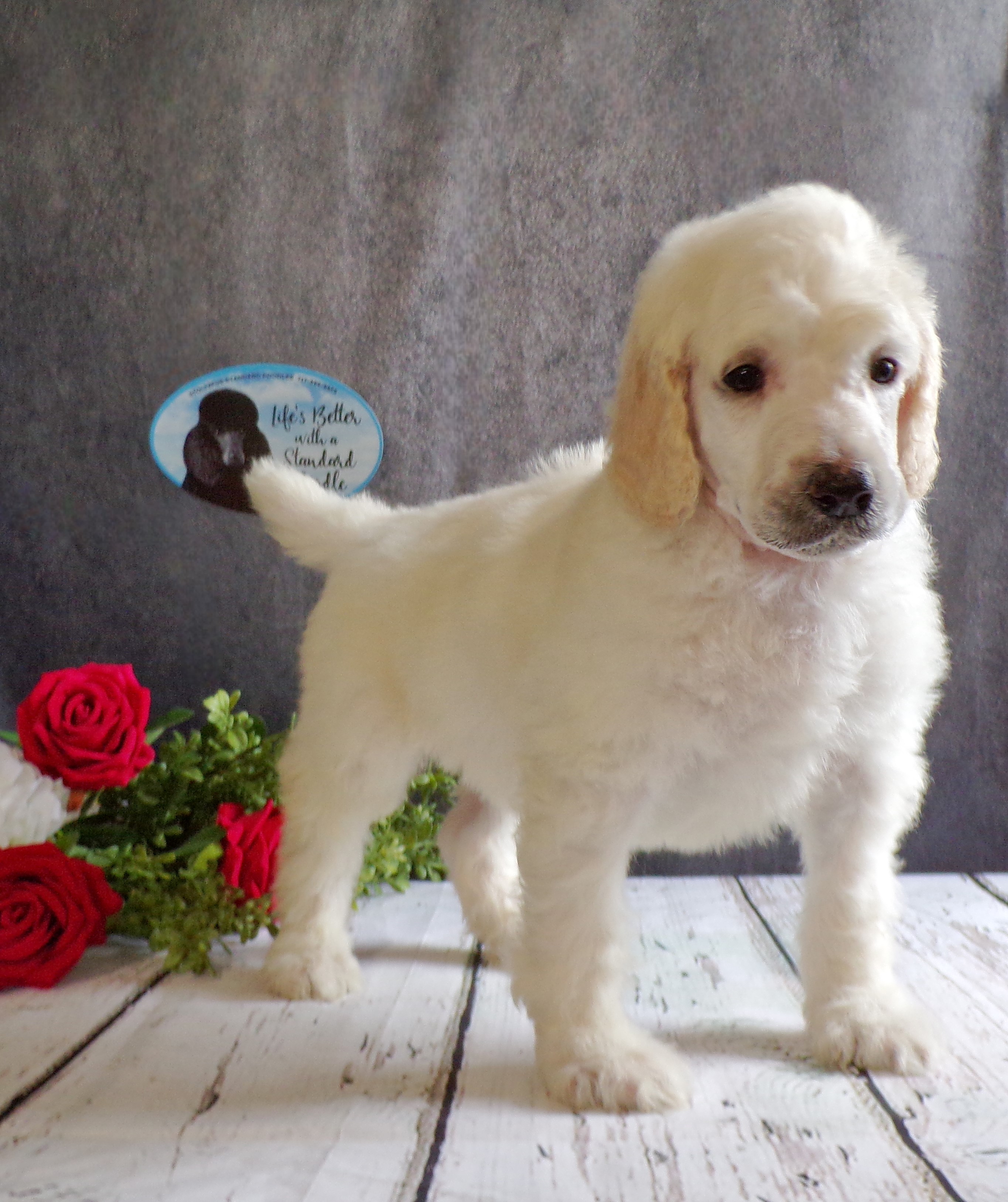 puppy, for, sale, Standard Poodle, John  Stoltzfus, dog, breeder, Christiana, PA, dog-breeder, puppy-for-sale, forsale, nearby, find, puppyfind, locator, puppylocator, aca