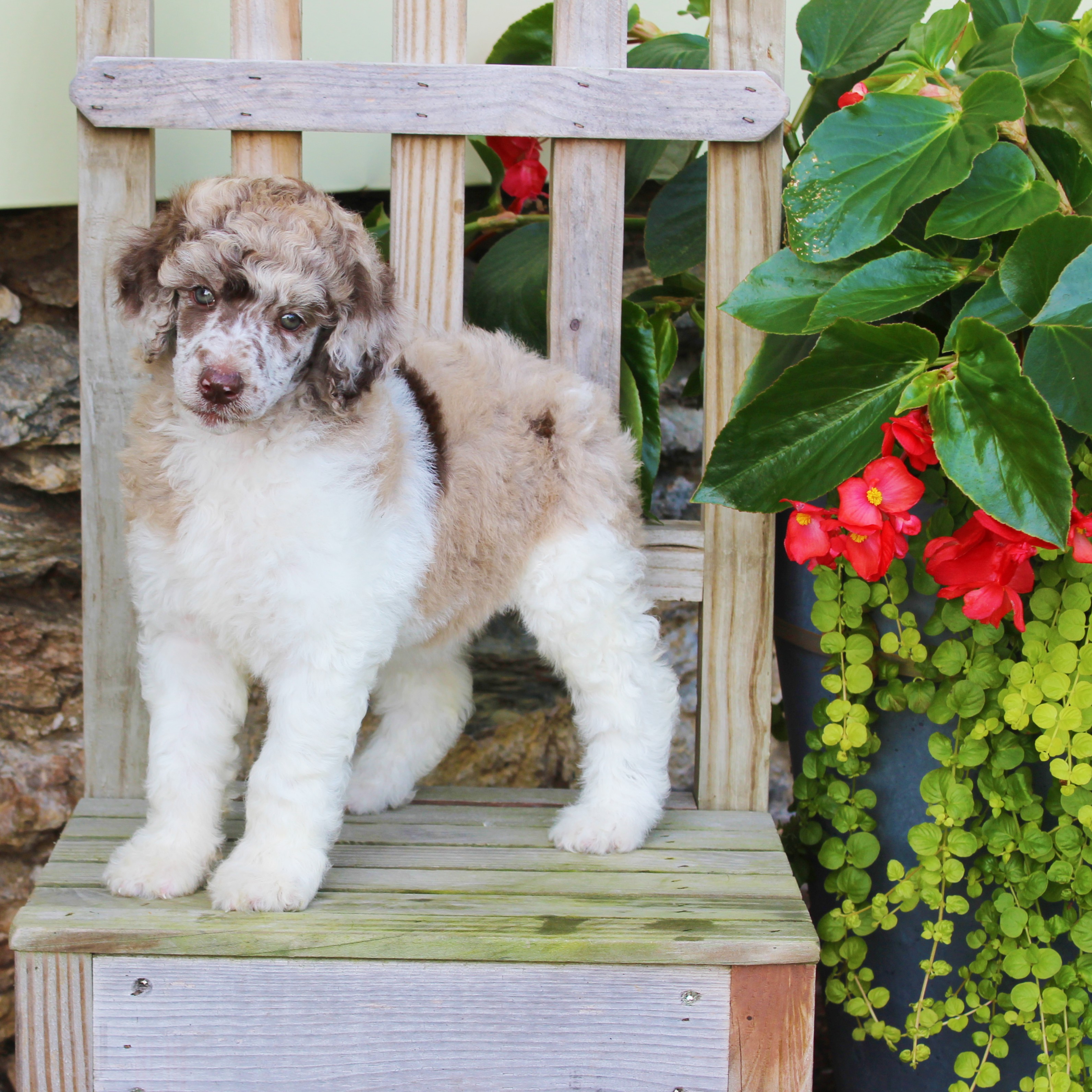 puppy, for, sale, Standard Poodle, John  Stoltzfus, dog, breeder, Christiana, PA, dog-breeder, puppy-for-sale, forsale, nearby, find, puppyfind, locator, puppylocator, aca