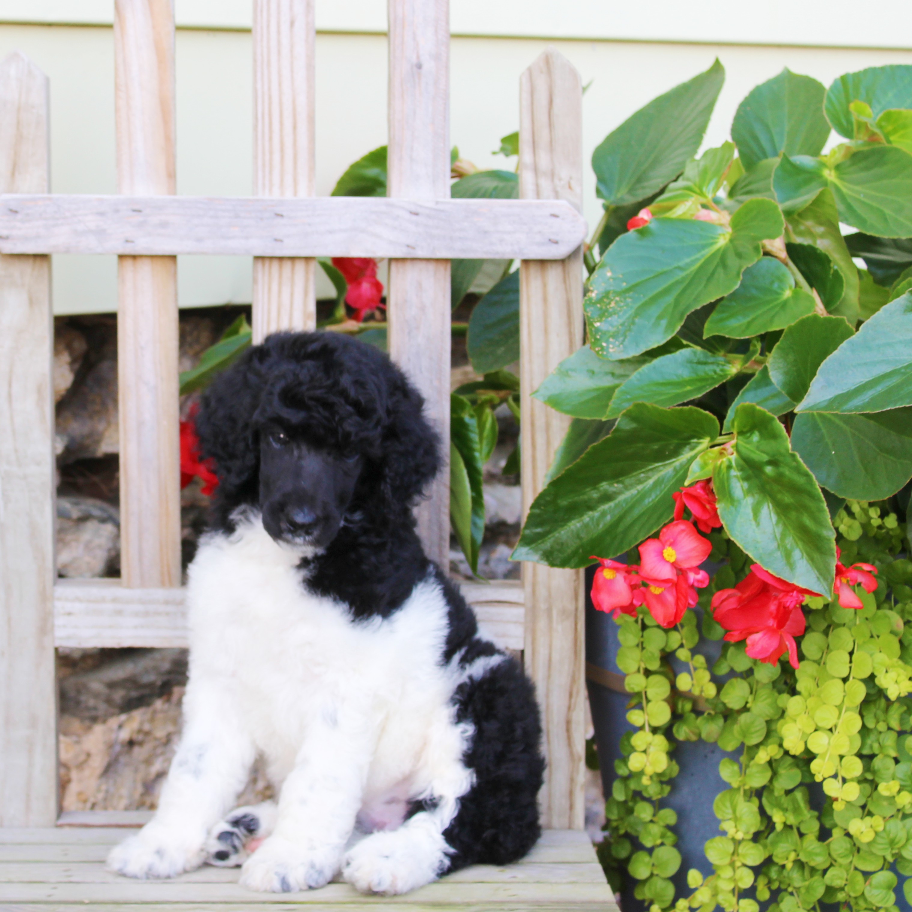 puppy, for, sale, Standard Poodle, John  Stoltzfus, dog, breeder, Christiana, PA, dog-breeder, puppy-for-sale, forsale, nearby, find, puppyfind, locator, puppylocator, aca