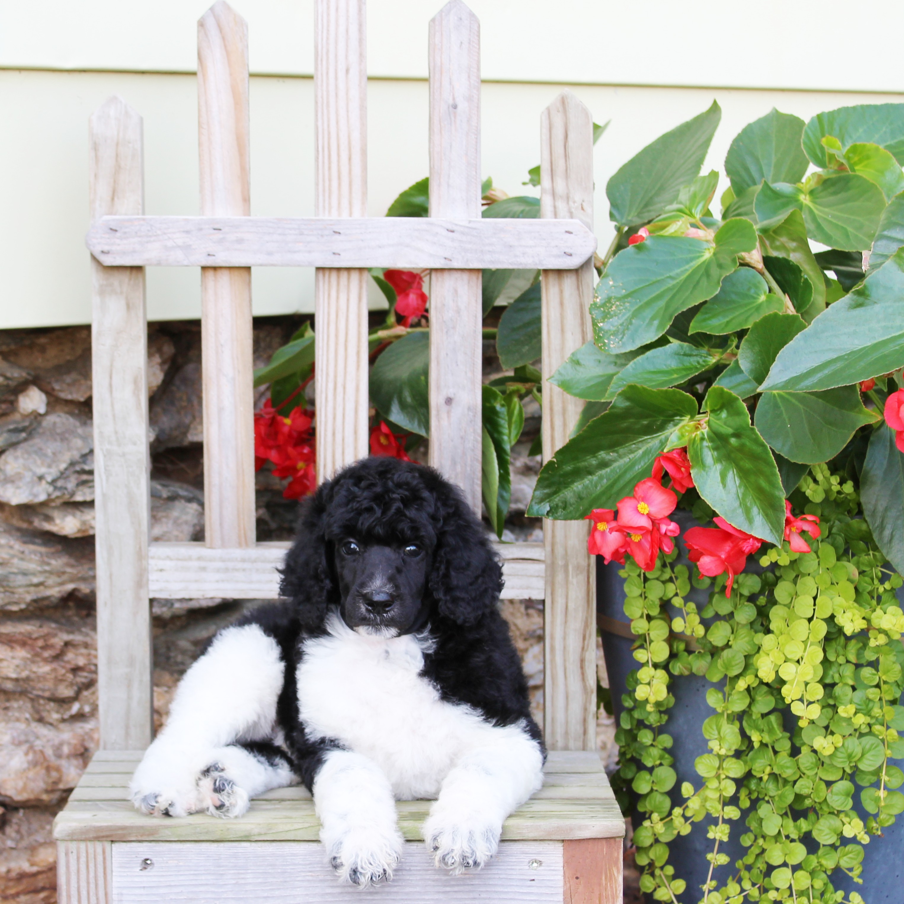 puppy, for, sale, Standard Poodle, John  Stoltzfus, dog, breeder, Christiana, PA, dog-breeder, puppy-for-sale, forsale, nearby, find, puppyfind, locator, puppylocator, aca