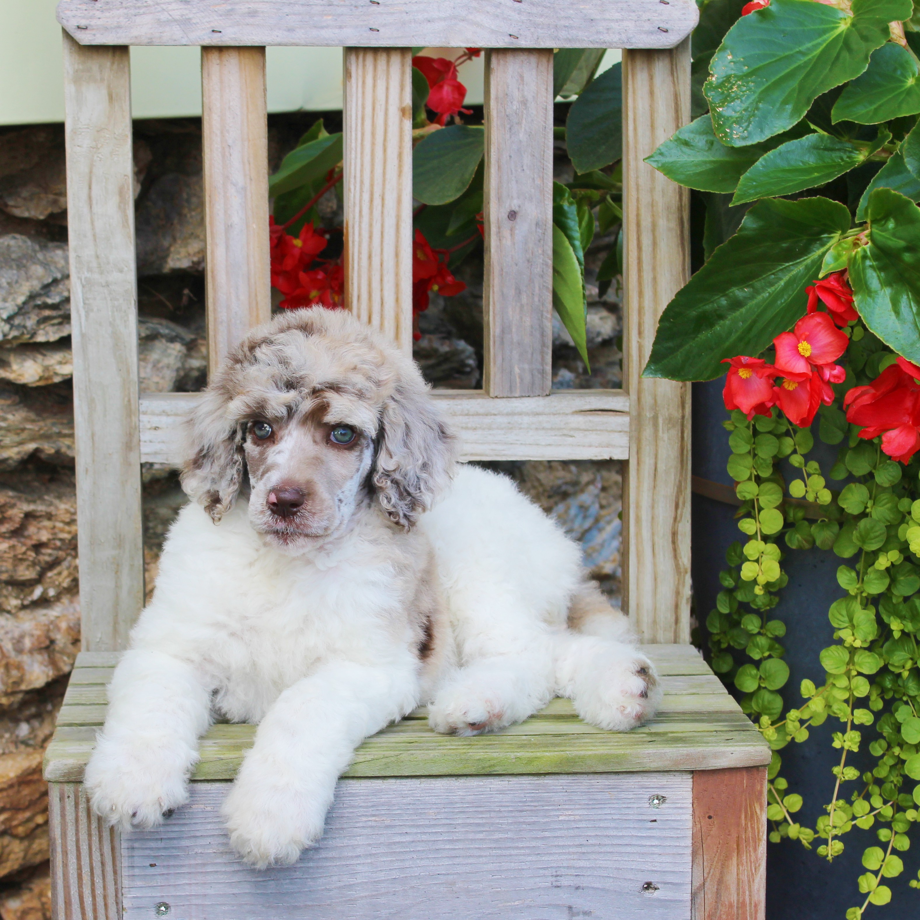 puppy, for, sale, Standard Poodle, John  Stoltzfus, dog, breeder, Christiana, PA, dog-breeder, puppy-for-sale, forsale, nearby, find, puppyfind, locator, puppylocator, aca