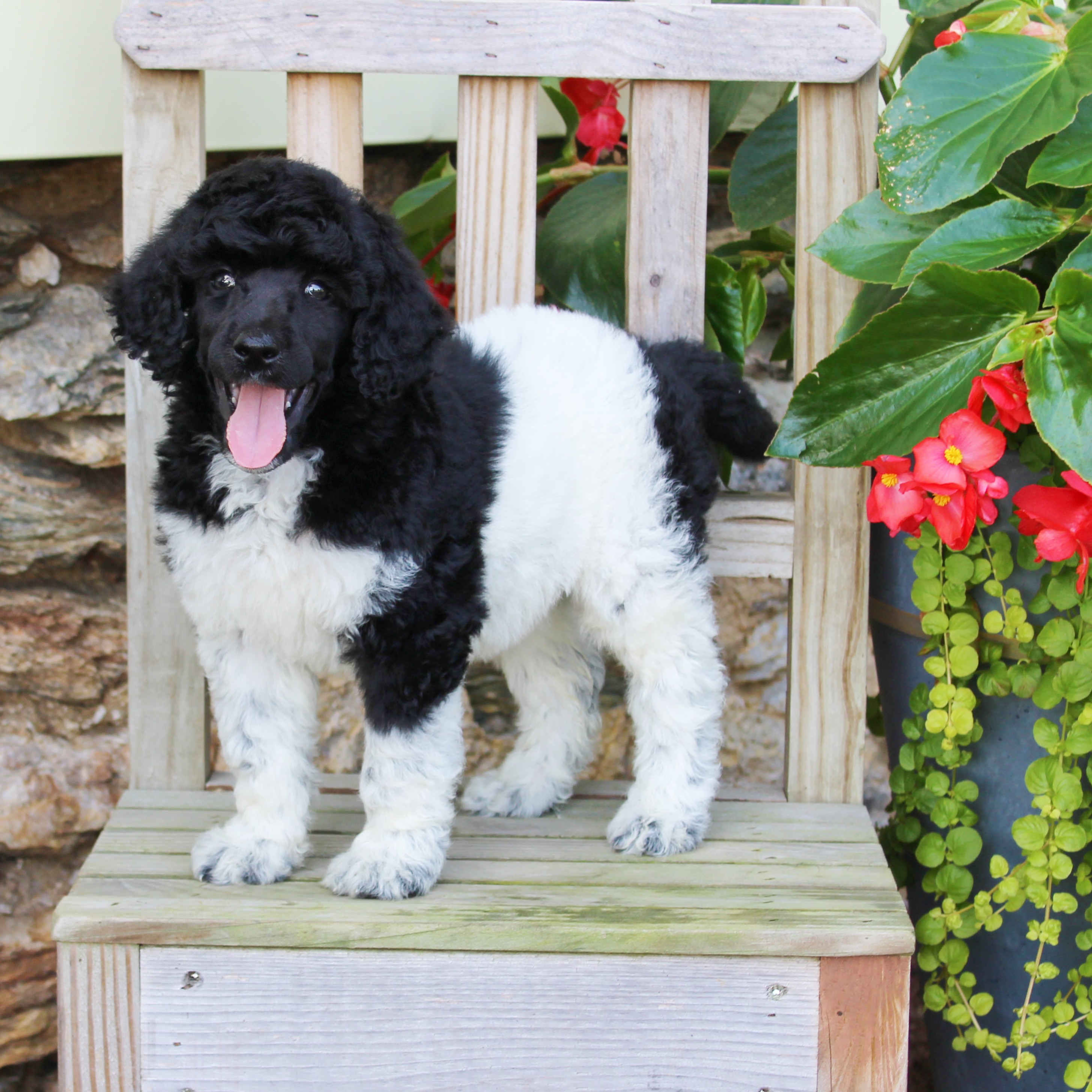 puppy, for, sale, Standard Poodle, John  Stoltzfus, dog, breeder, Christiana, PA, dog-breeder, puppy-for-sale, forsale, nearby, find, puppyfind, locator, puppylocator, aca