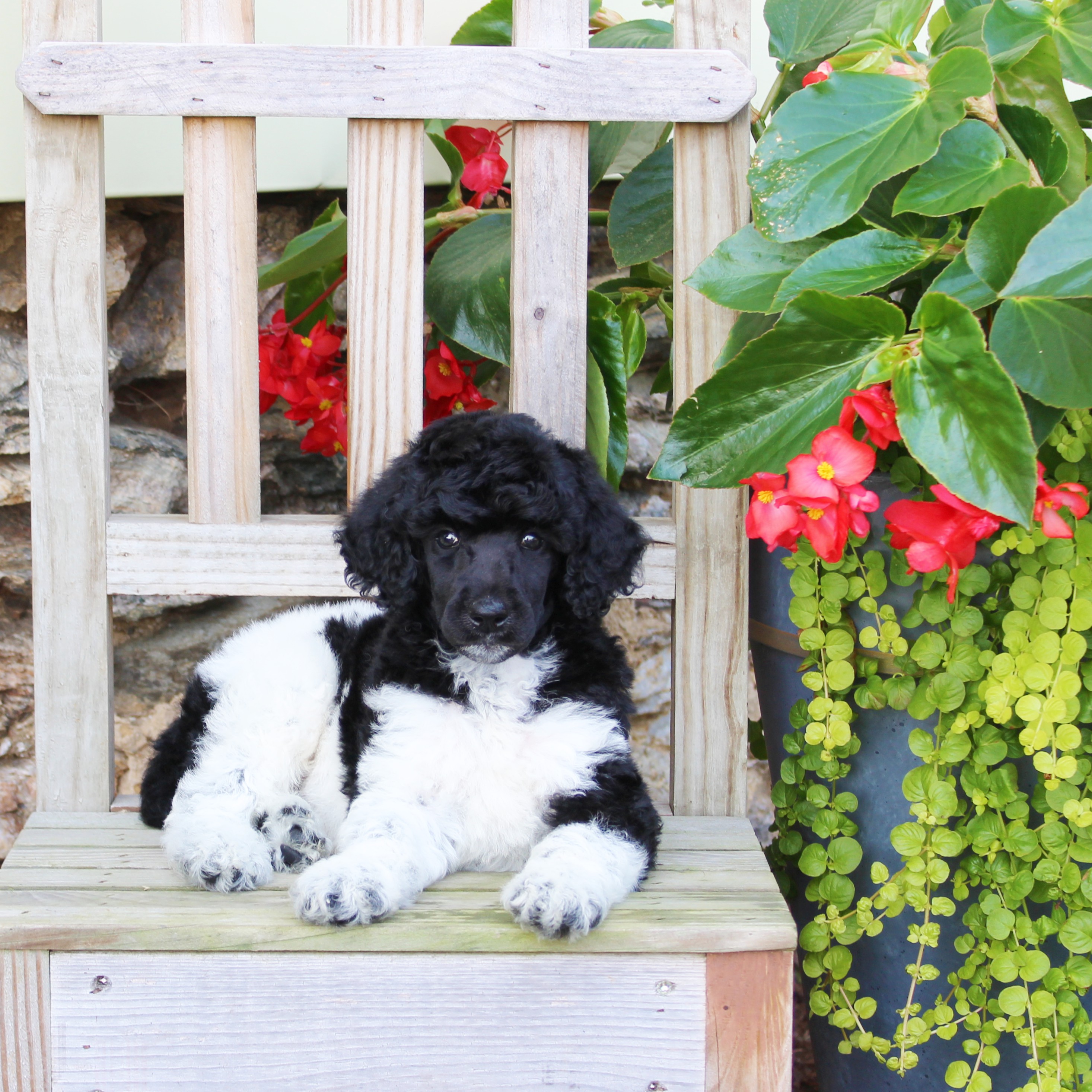 puppy, for, sale, Standard Poodle, John  Stoltzfus, dog, breeder, Christiana, PA, dog-breeder, puppy-for-sale, forsale, nearby, find, puppyfind, locator, puppylocator, aca