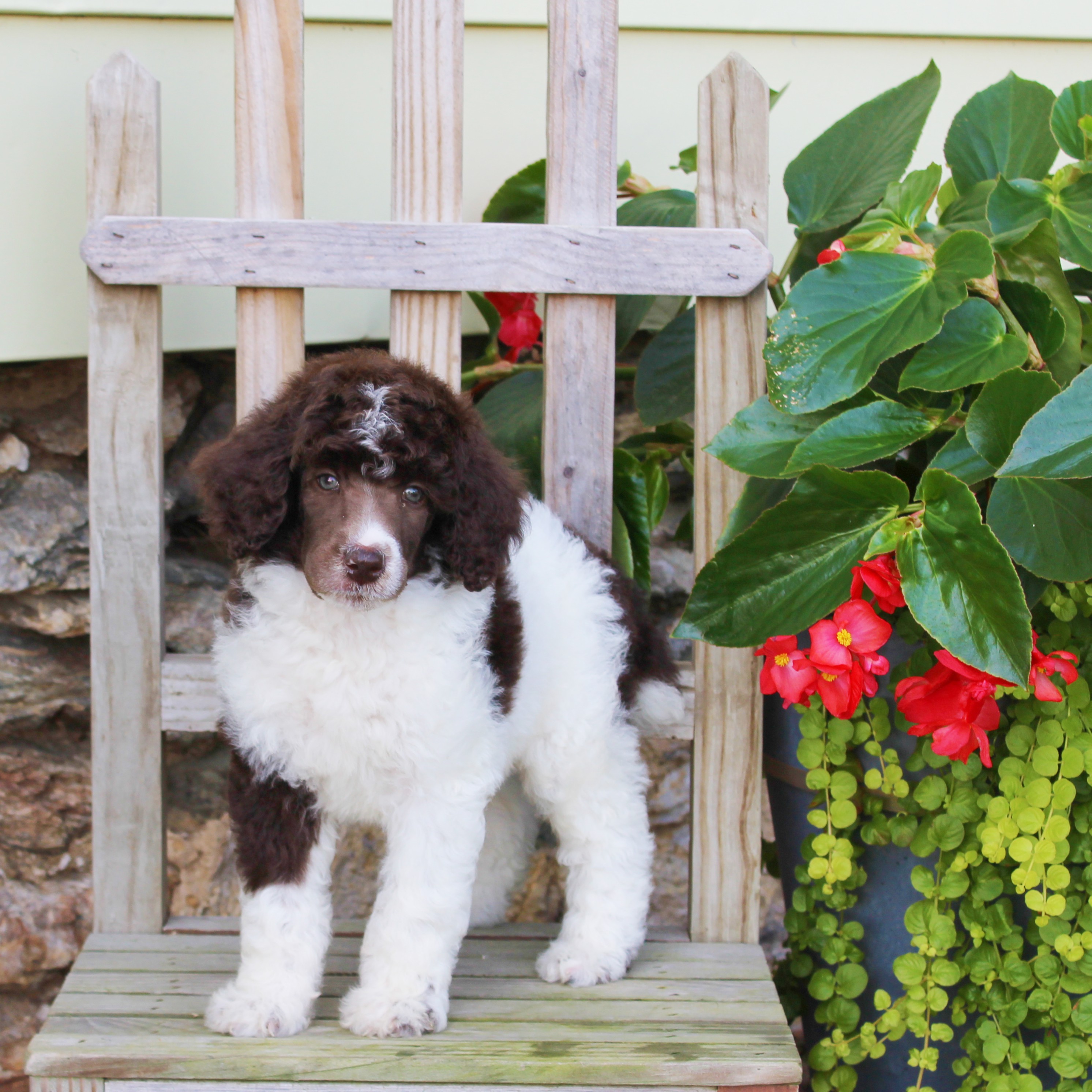 puppy, for, sale, Standard Poodle, John  Stoltzfus, dog, breeder, Christiana, PA, dog-breeder, puppy-for-sale, forsale, nearby, find, puppyfind, locator, puppylocator, aca