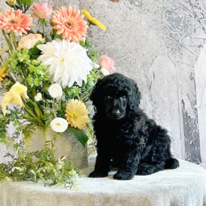 puppy, for, sale, Standard Poodle, John  Stoltzfus, dog, breeder, Christiana, PA, dog-breeder, puppy-for-sale, forsale, nearby, find, puppyfind, locator, puppylocator, aca