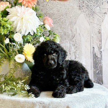 puppy, for, sale, Standard Poodle, John  Stoltzfus, dog, breeder, Christiana, PA, dog-breeder, puppy-for-sale, forsale, nearby, find, puppyfind, locator, puppylocator, aca