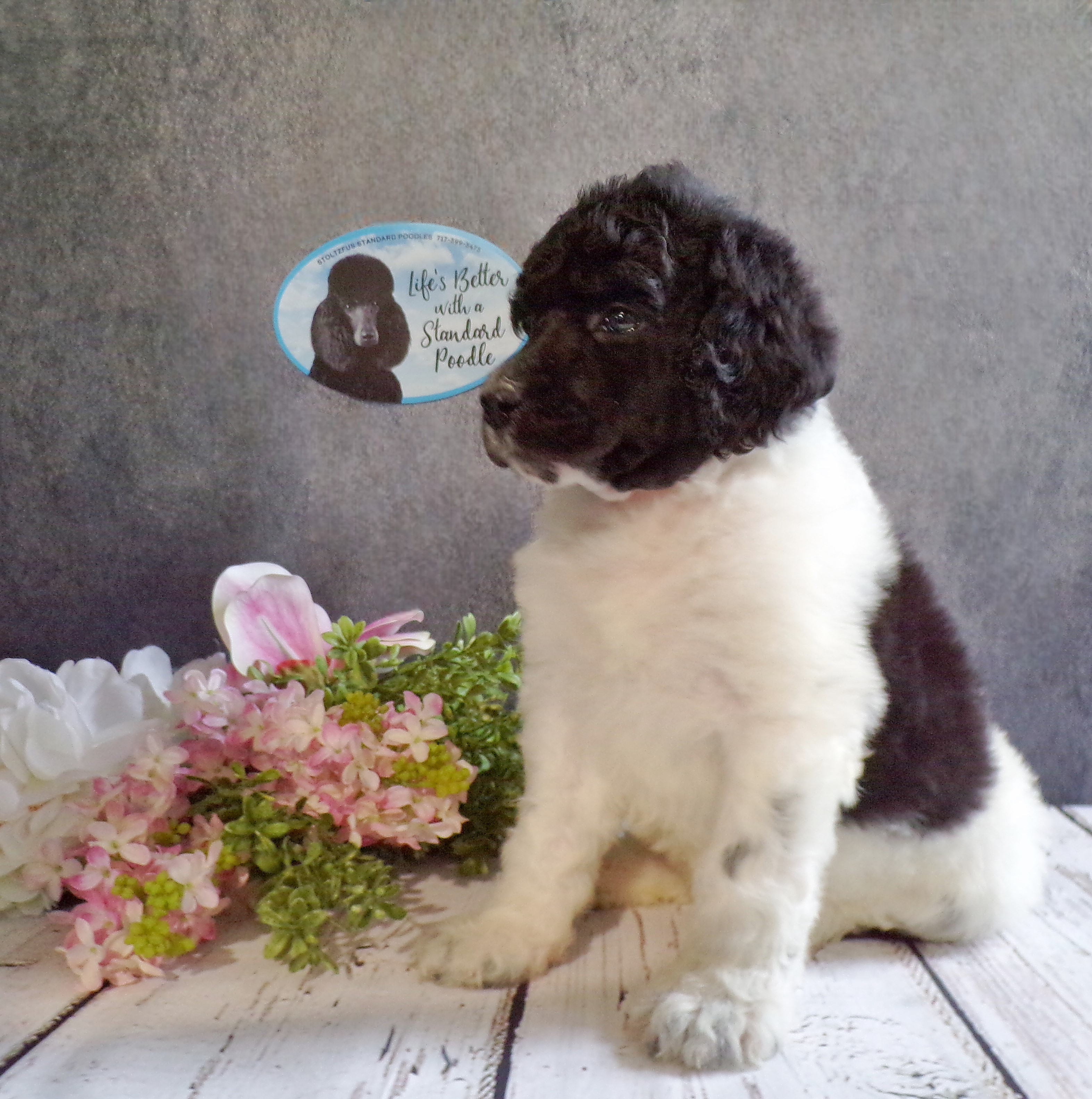 puppy, for, sale, Standard Poodle, John  Stoltzfus, dog, breeder, Christiana, PA, dog-breeder, puppy-for-sale, forsale, nearby, find, puppyfind, locator, puppylocator, aca