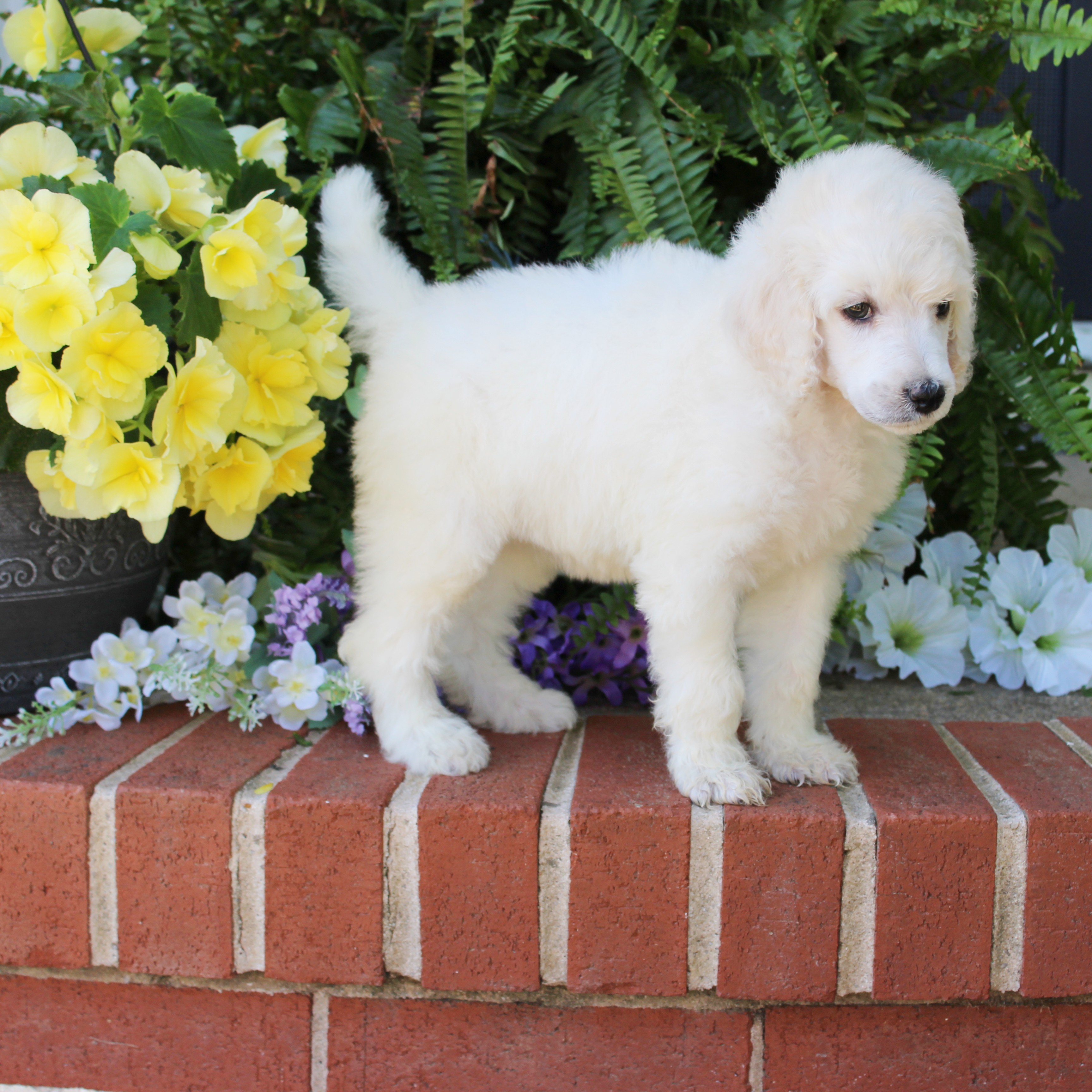 puppy, for, sale, Standard Poodle, John  Stoltzfus, dog, breeder, Christiana, PA, dog-breeder, puppy-for-sale, forsale, nearby, find, puppyfind, locator, puppylocator, aca