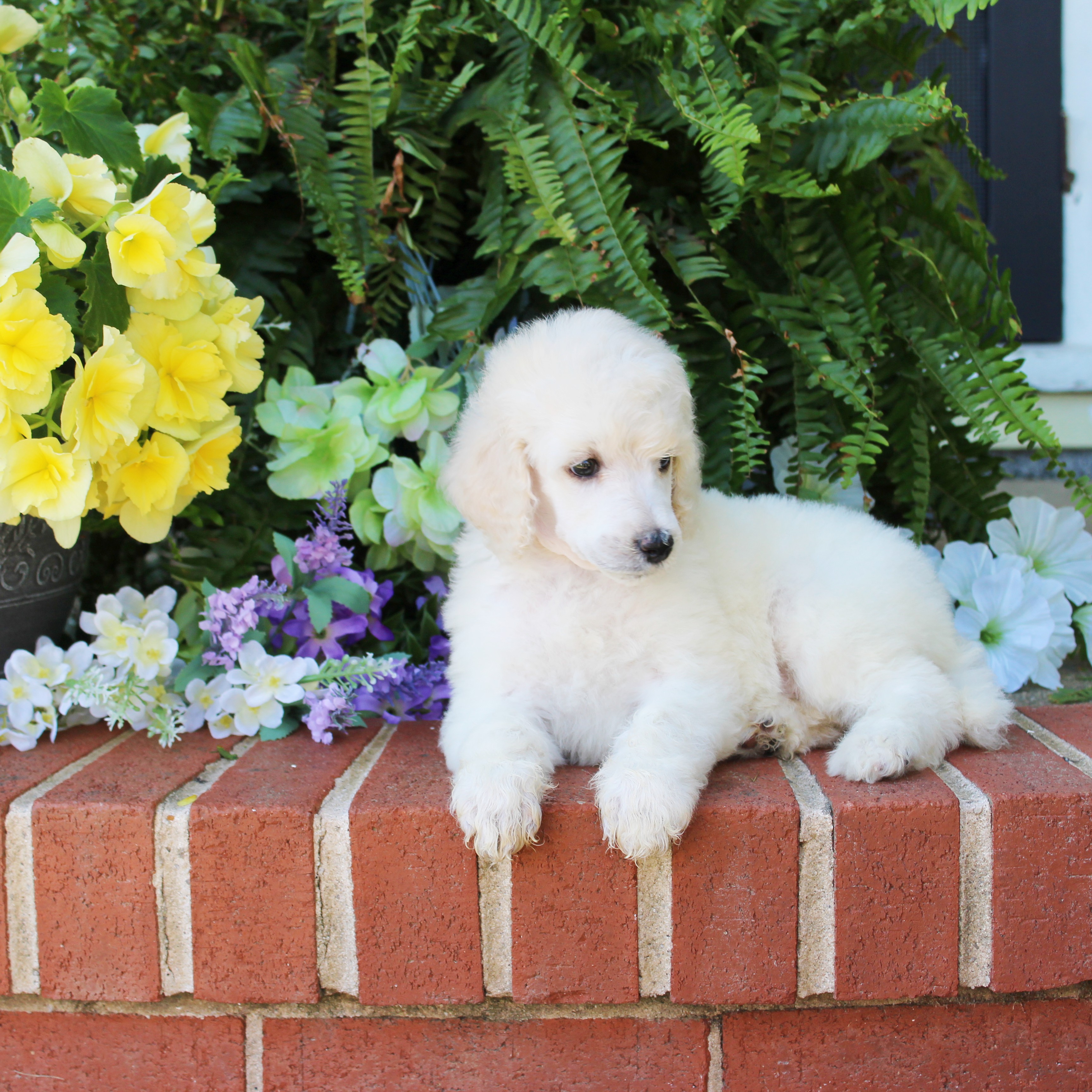 puppy, for, sale, Standard Poodle, John  Stoltzfus, dog, breeder, Christiana, PA, dog-breeder, puppy-for-sale, forsale, nearby, find, puppyfind, locator, puppylocator, aca