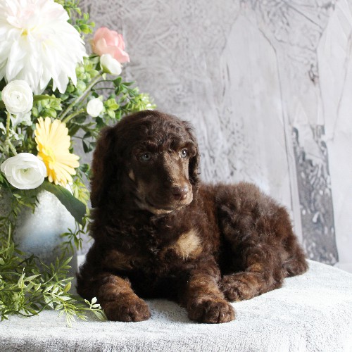 puppy, for, sale, Standard Poodle, John  Stoltzfus, dog, breeder, Christiana, PA, dog-breeder, puppy-for-sale, forsale, nearby, find, puppyfind, locator, puppylocator, aca