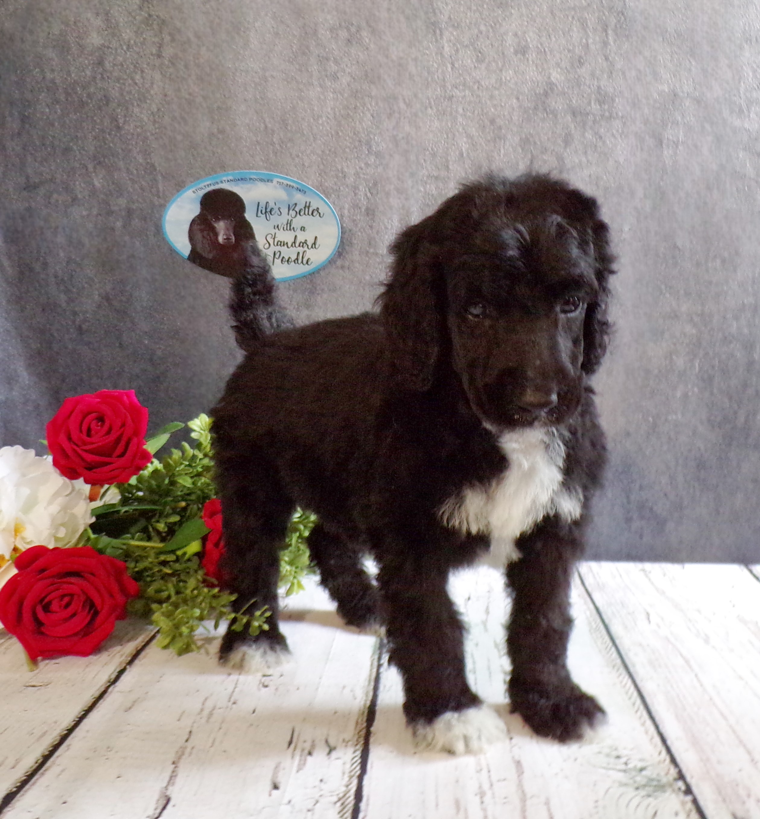 puppy, for, sale, Standard Poodle, John  Stoltzfus, dog, breeder, Christiana, PA, dog-breeder, puppy-for-sale, forsale, nearby, find, puppyfind, locator, puppylocator, aca