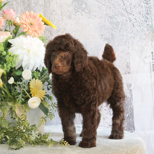 puppy, for, sale, Standard Poodle, John  Stoltzfus, dog, breeder, Christiana, PA, dog-breeder, puppy-for-sale, forsale, nearby, find, puppyfind, locator, puppylocator, aca