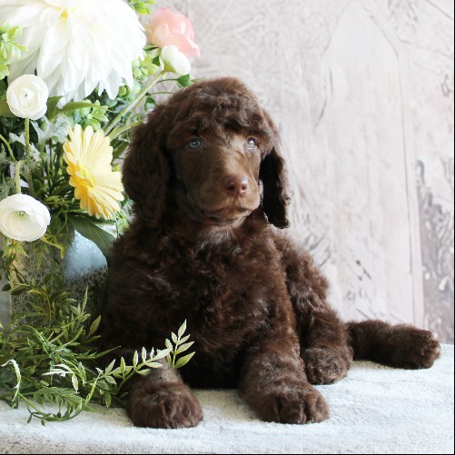 puppy, for, sale, Standard Poodle, John  Stoltzfus, dog, breeder, Christiana, PA, dog-breeder, puppy-for-sale, forsale, nearby, find, puppyfind, locator, puppylocator, aca