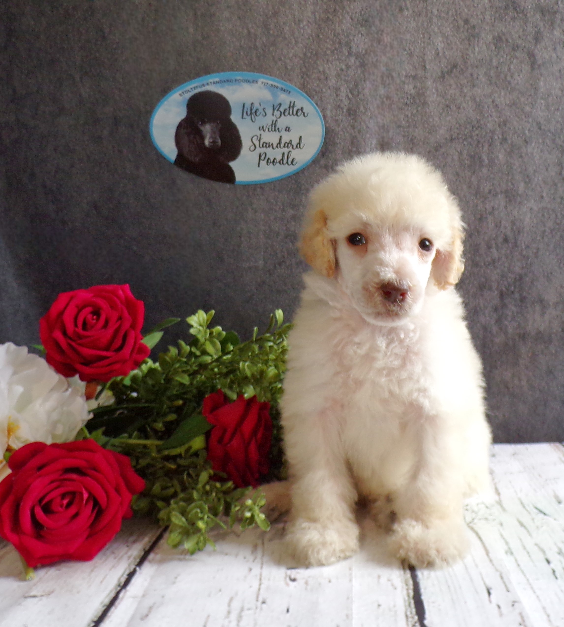 puppy, for, sale, Standard Poodle, John  Stoltzfus, dog, breeder, Christiana, PA, dog-breeder, puppy-for-sale, forsale, nearby, find, puppyfind, locator, puppylocator, aca