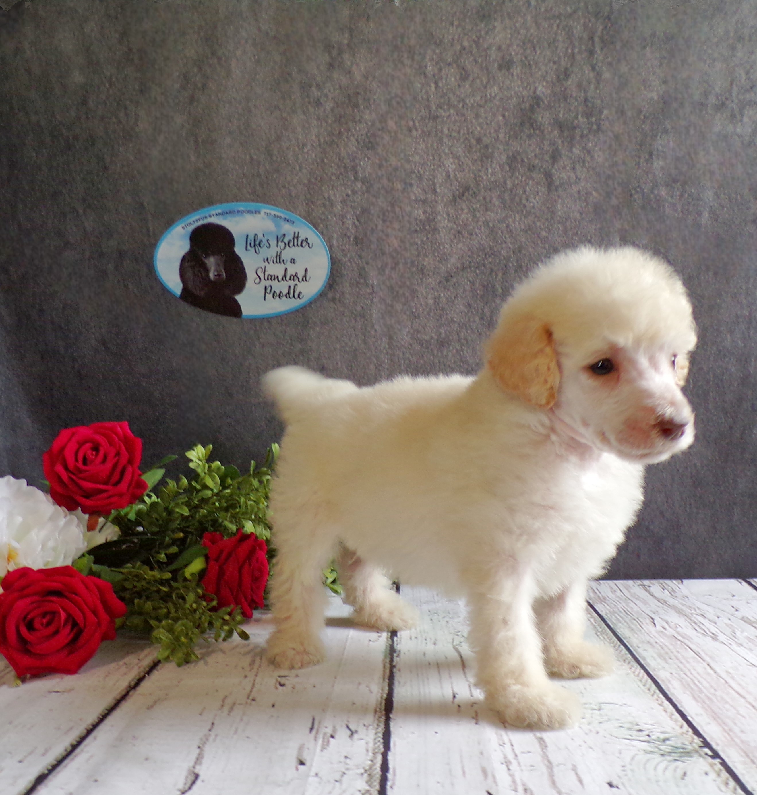 puppy, for, sale, Standard Poodle, John  Stoltzfus, dog, breeder, Christiana, PA, dog-breeder, puppy-for-sale, forsale, nearby, find, puppyfind, locator, puppylocator, aca